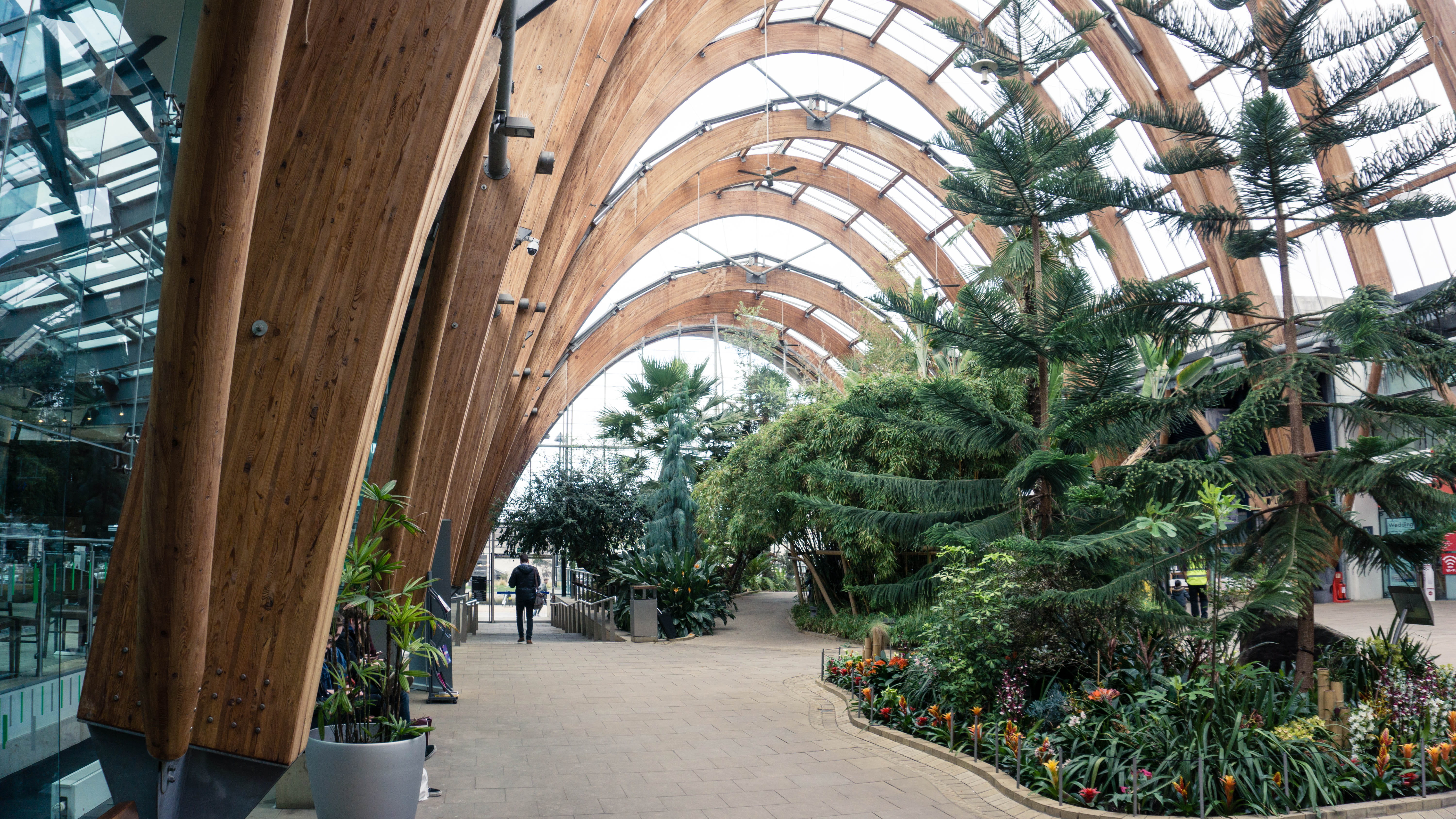 the way forward, plant, greenhouse, plants, building, tropical climate, palm tree, interior, footpath, arch, design, england, uk, indoors, nature, direction, HD Wallpaper