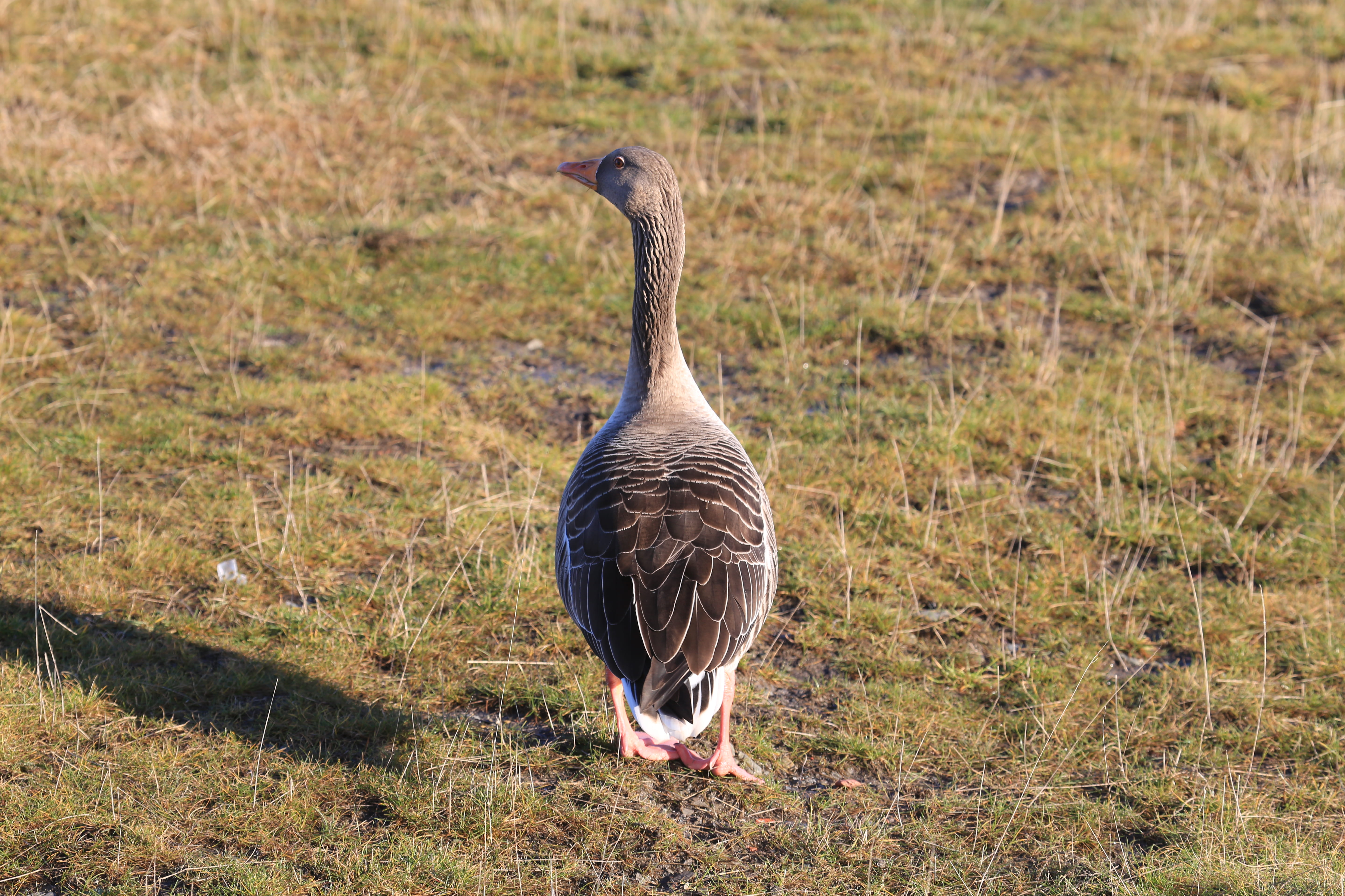 focus on foreground, nature, no people, sunlight, animal wildlife, sheffield, goose, animal themes, one animal, plant, day, orgreave drive, outdoors, land, HD Wallpaper