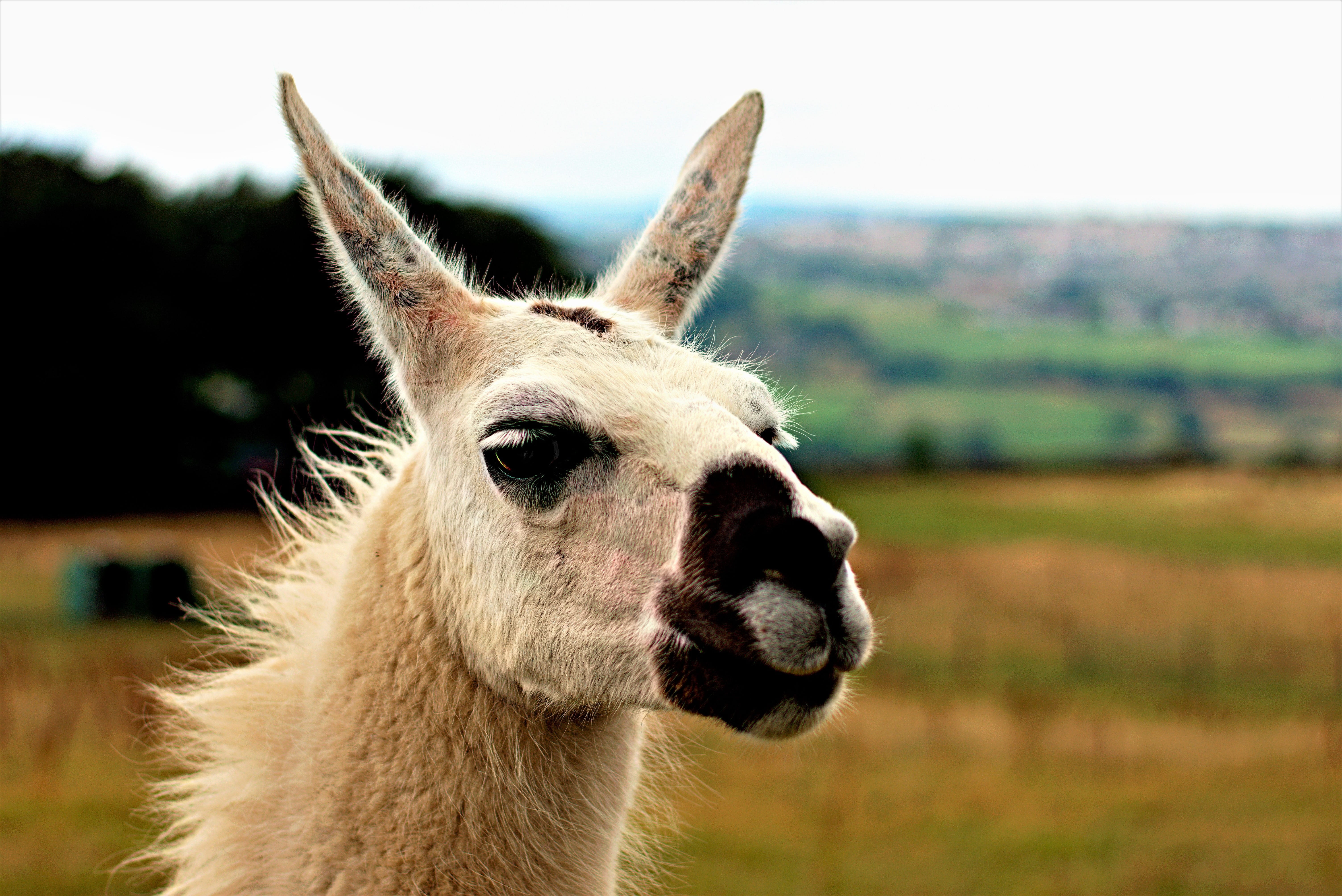 focus on foreground, animal ear, animal, 5K, llama, domestic, livestock, animal body part, land, domestic animals, south american camelid, alpaca vicugña pacos, HD Wallpaper