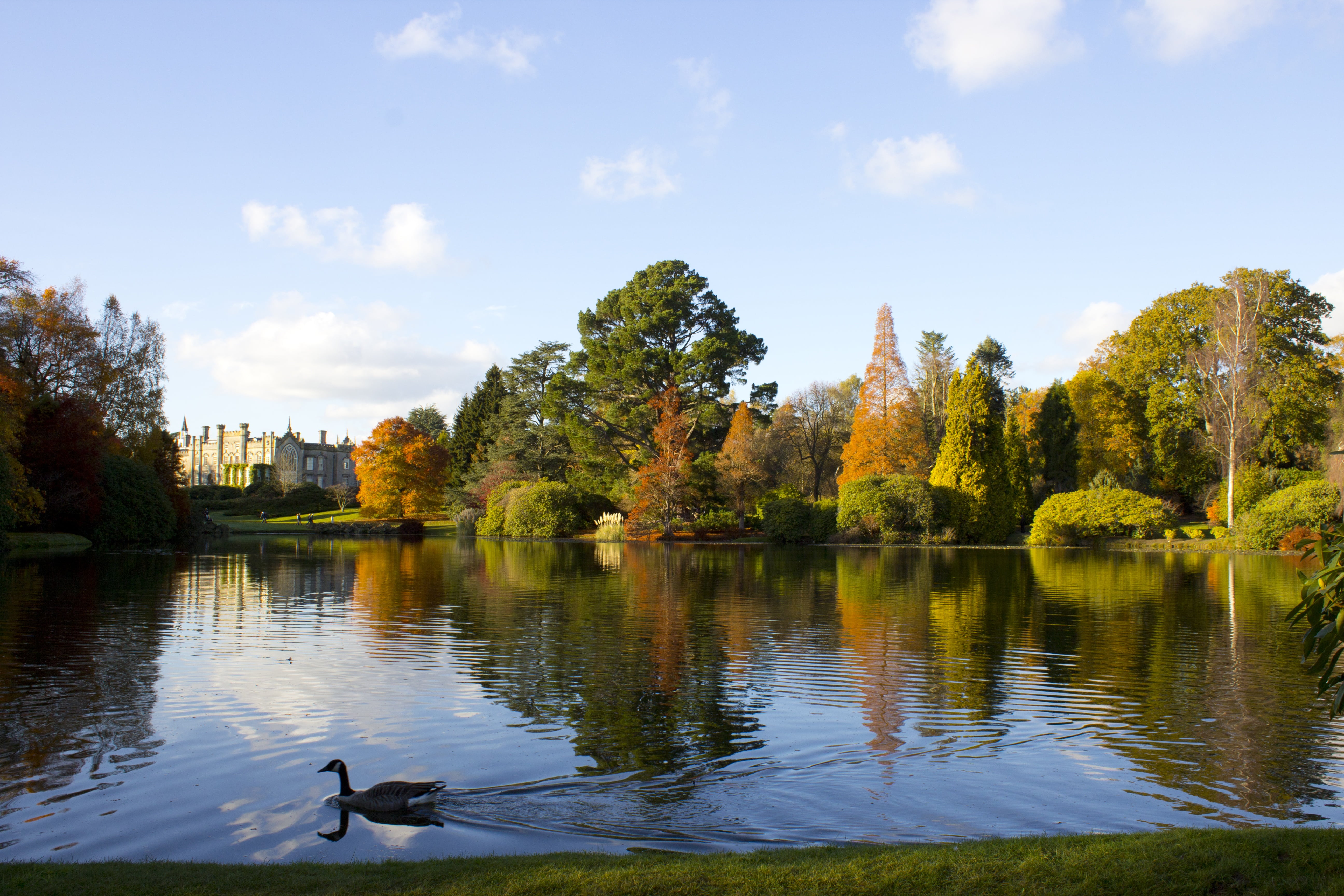 tree, animal, sheffield park, nature, bird, autumn, lake, animals in the wild, colourful, seasonal, waterfront, one animal, reflection, golden, beauty in nature, HD Wallpaper