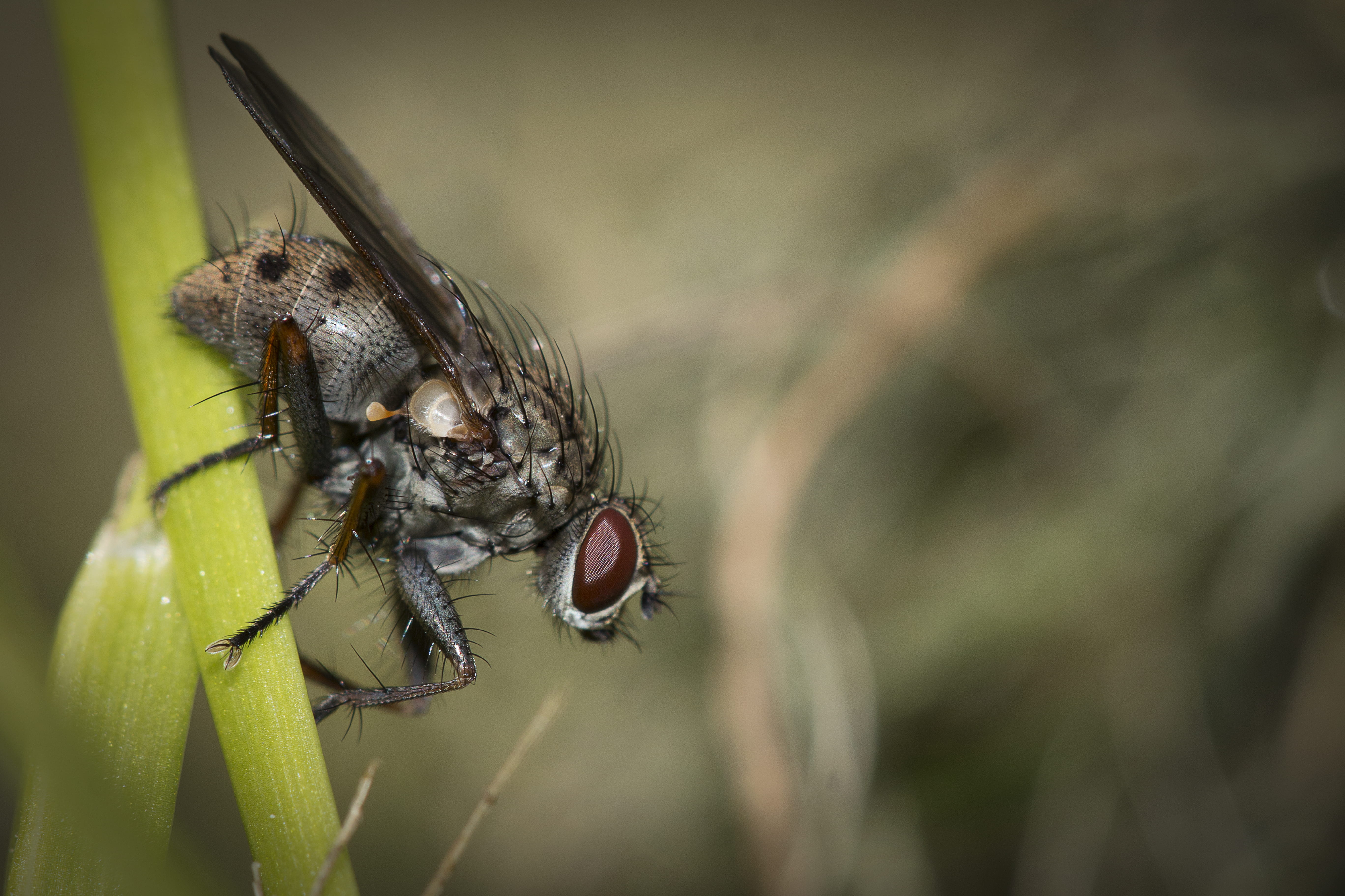 sheffield, selective focus, macro, canon 70d, macro photography, 5K, day, plant, fly, animals in the wild, nature, close up, invertebrate, black, perching, HD Wallpaper