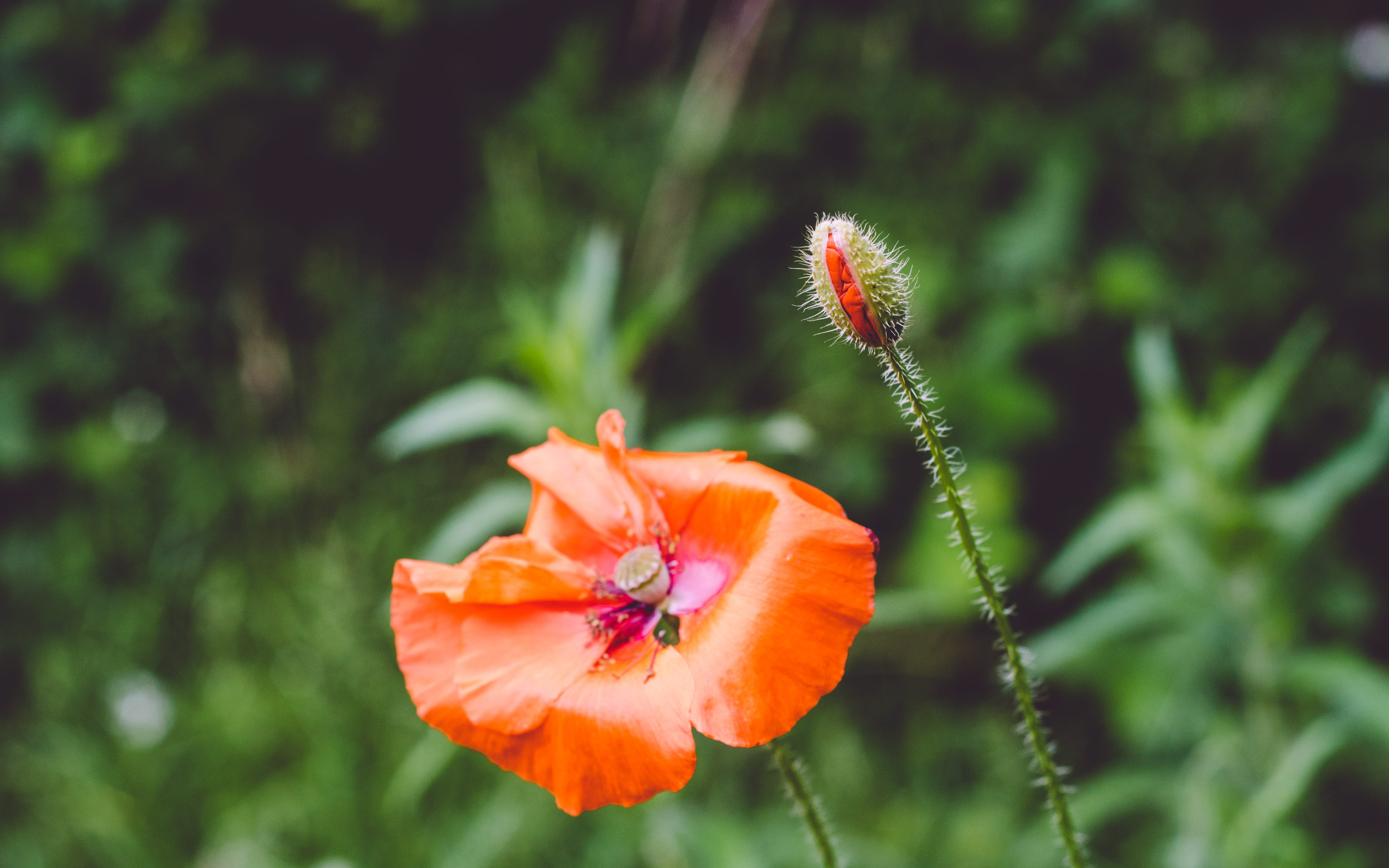 vulnerability, growth, nature, plant, no people, flora, focus on foreground, flowering plant, outdoors, poppy, 4K, bloom, green, springtime, pollen, close-up, HD Wallpaper