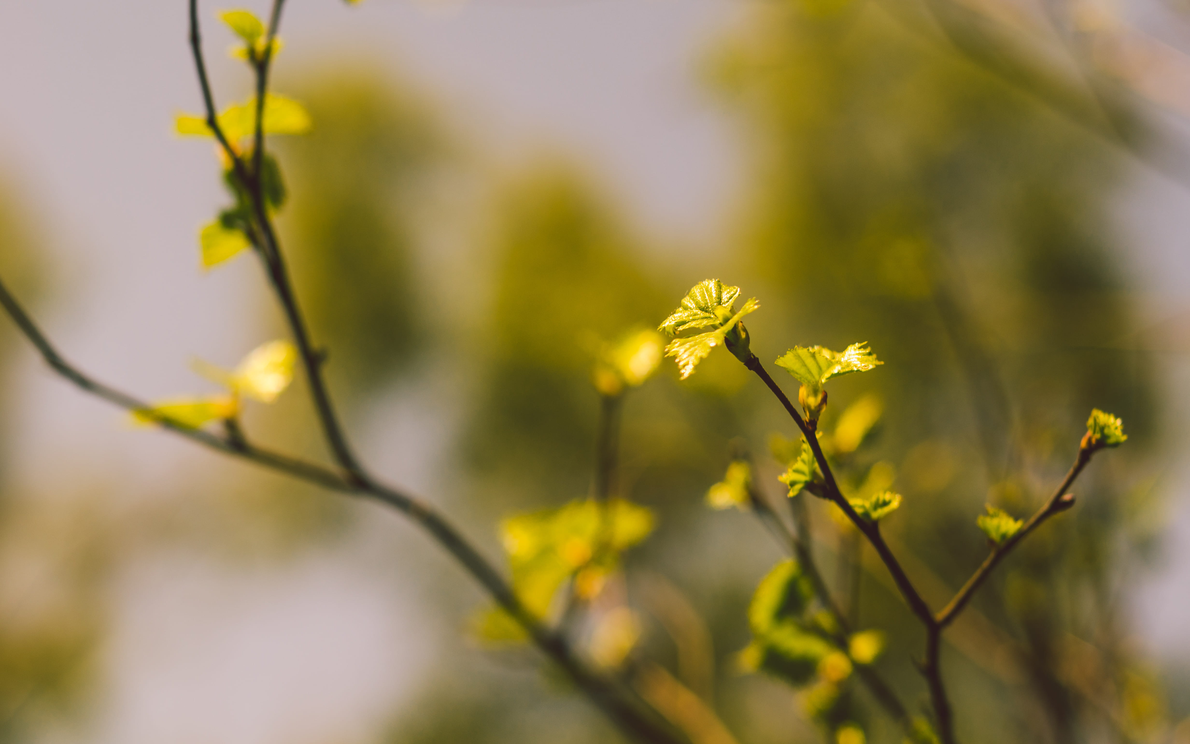 no people, united kingdom, tranquility, flower, focus on foreground, plant, blossom, selective focus, freshness, yellow, summer, uk, springtime, growth, HD Wallpaper