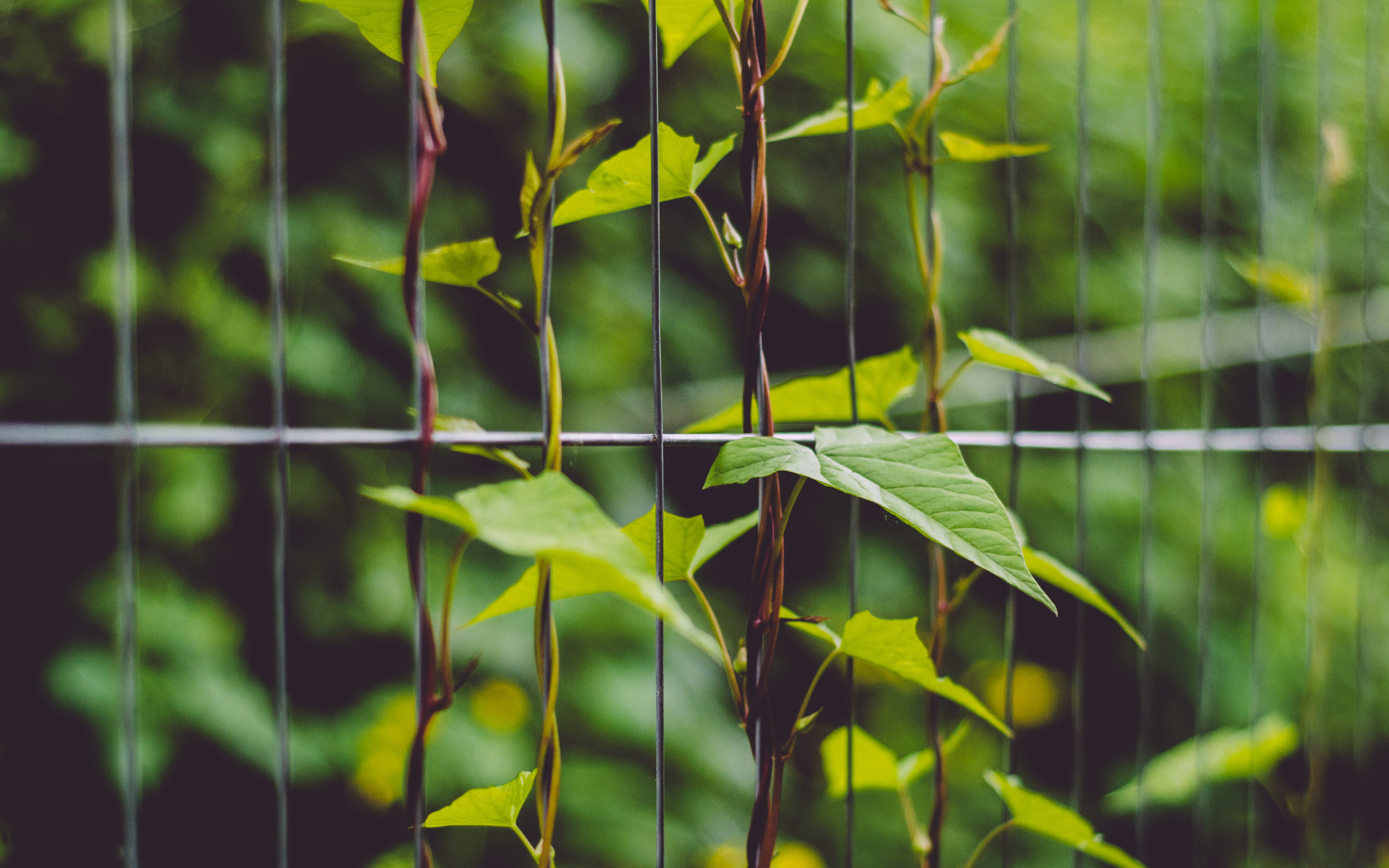 security, green color, invertebrate, leafe, growth, steel, gray, green, no people, plant, plant part, animal wildlife, insect, day, fence, close-up, animal, HD Wallpaper