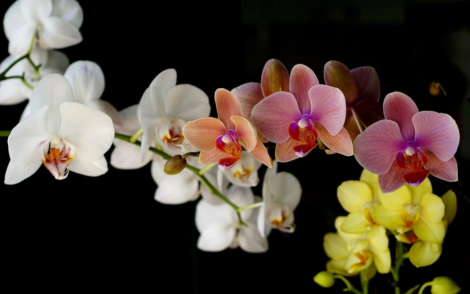 nature, 1080P, yellow, flowers, 3d and abstract, pink, orchids, photography, white, HD Wallpaper