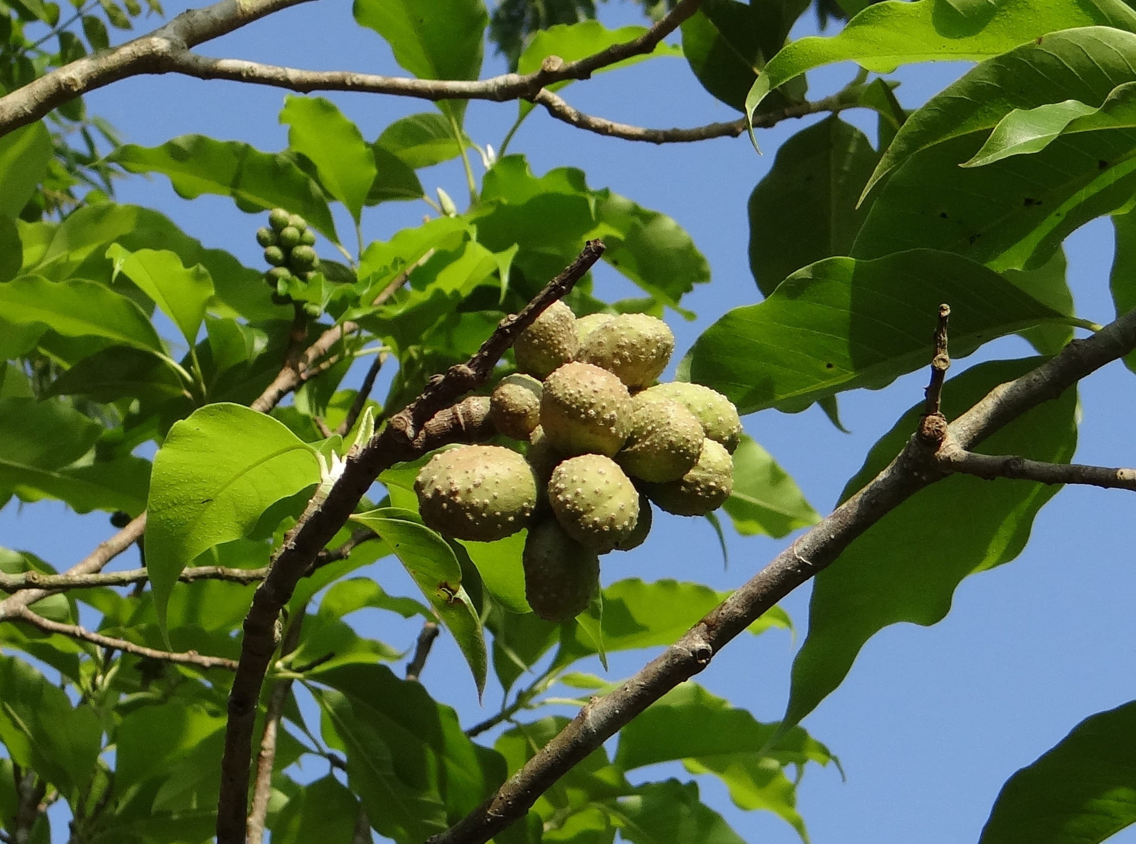 food and drink, sky, plant part, champak, low angle view, outdoors, magnolia champaca, branch, beauty in nature, plant, leaf, close-up, sunlight, seeds, HD Wallpaper