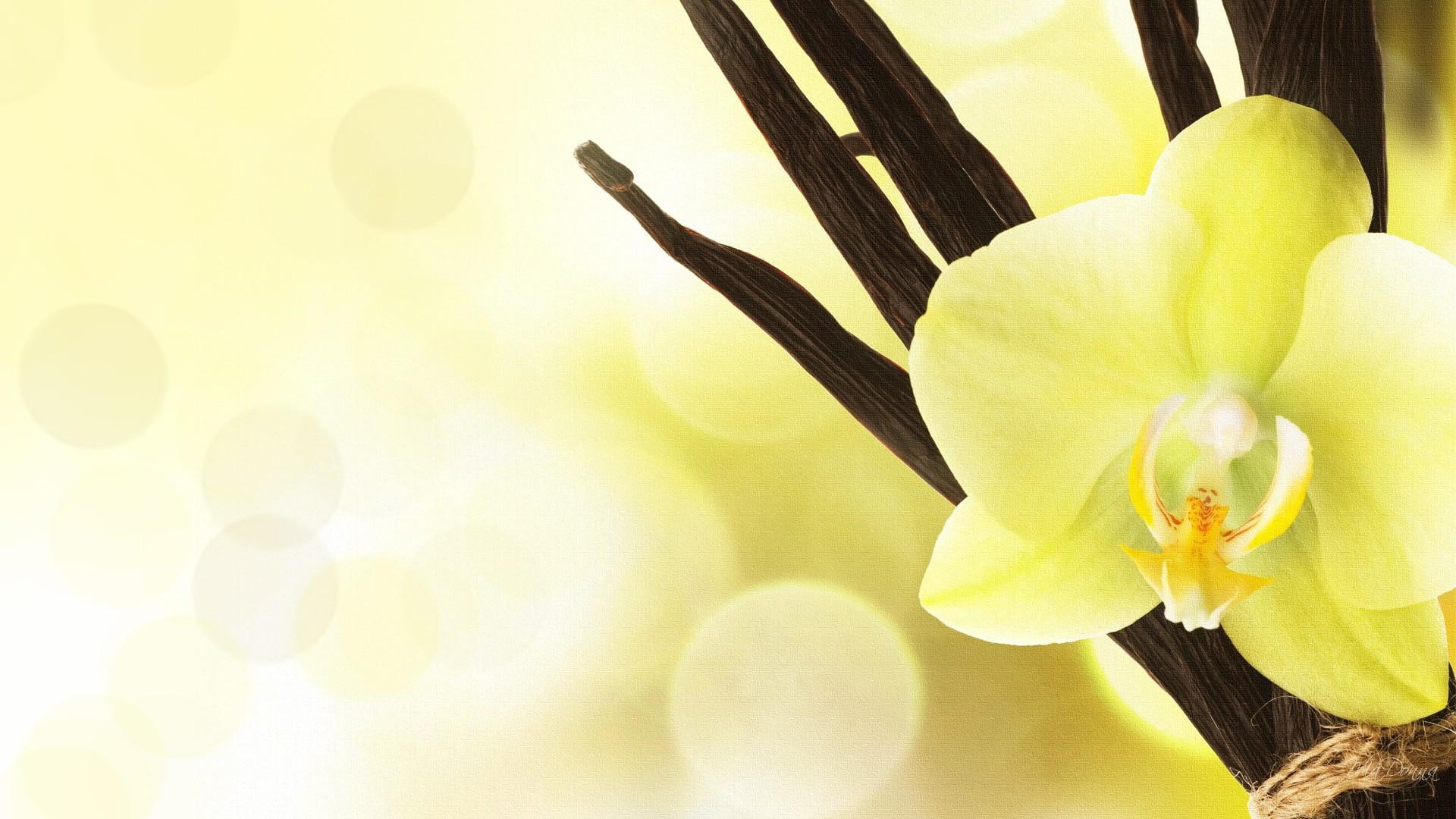 1080P, soft, persona, flower, 3d and abstract, bokeh, exotic, yellow, orchid, nature, HD Wallpaper