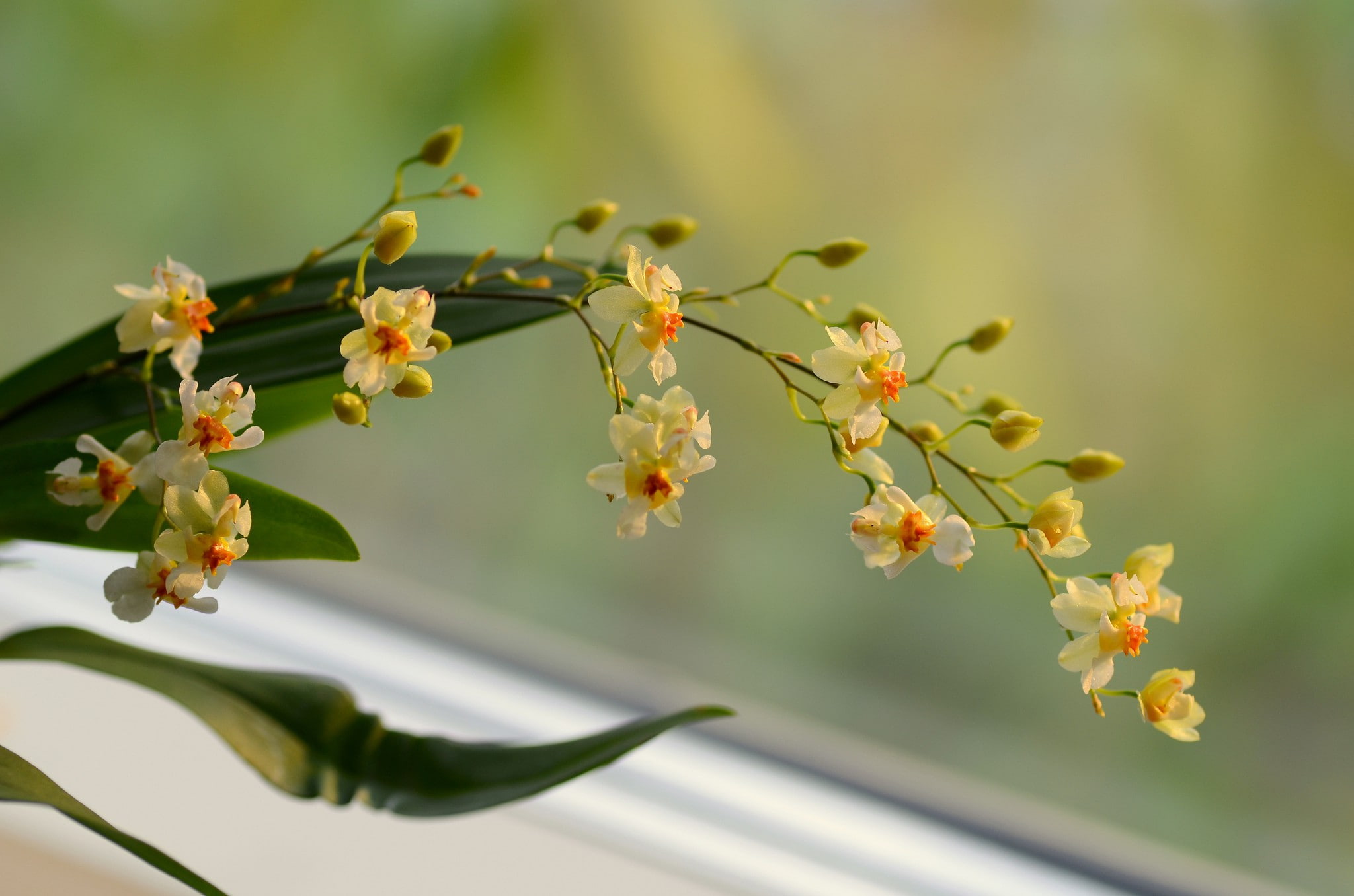 yellow, orchid, flower, background, branch, flowers, 1080P, HD Wallpaper