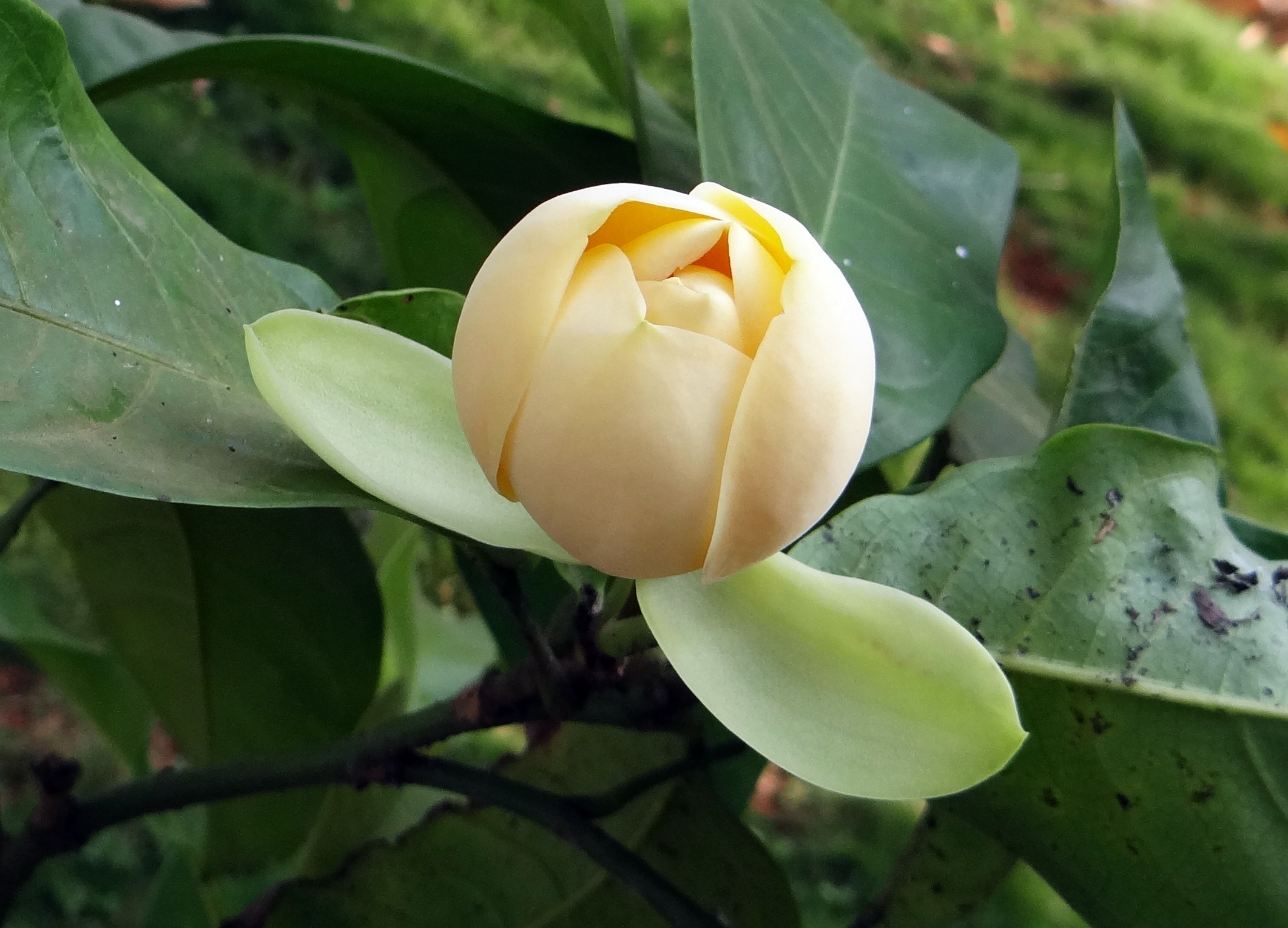flowering plant, magnoliaceae, freshness, day, beauty in nature, nature, floral, flower, outdoors, blossom, india, fragility, talauma candollei, growth, HD Wallpaper
