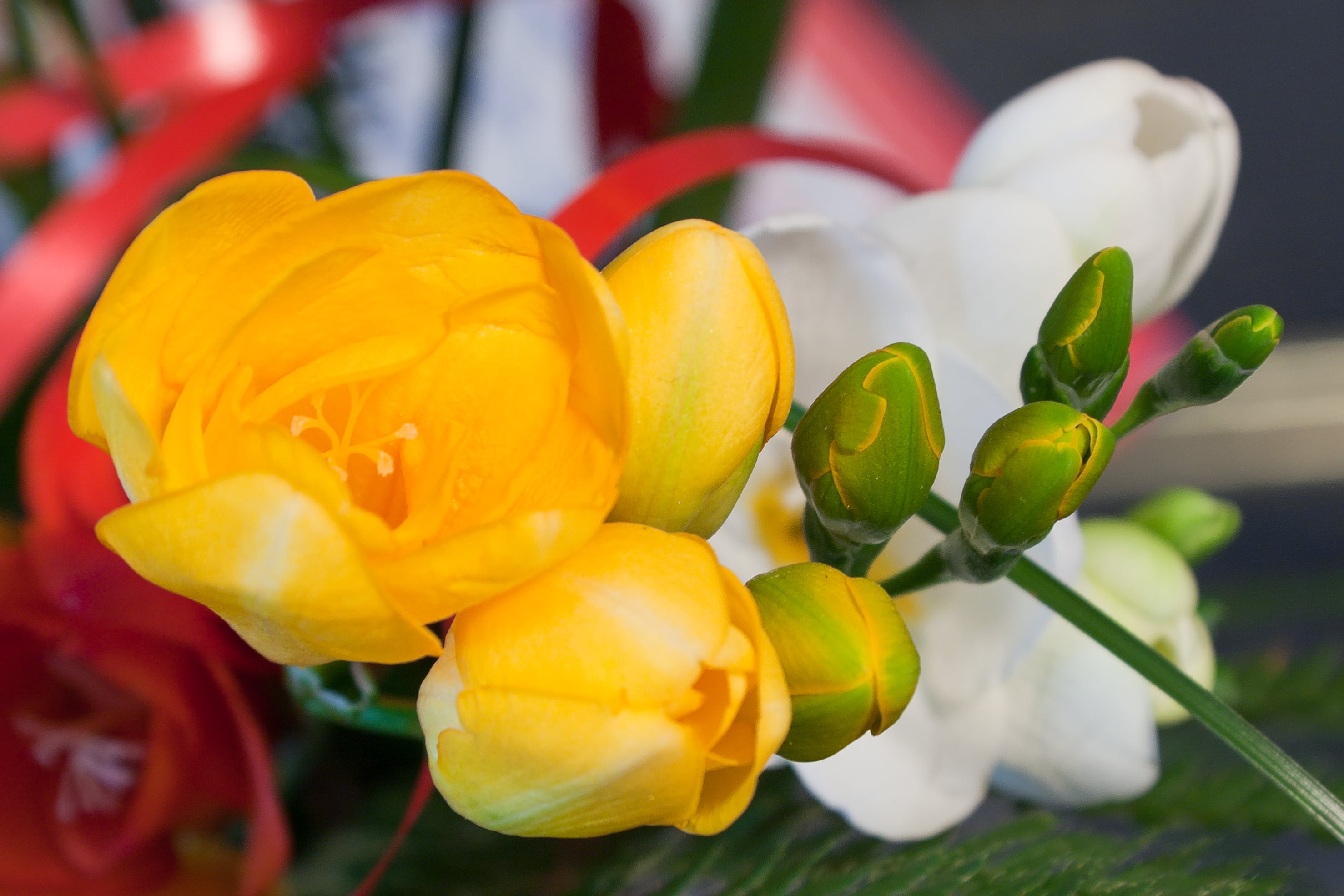 red  ribbon, spring flowers, photo, three, flower, bright, nature, petal, white, orchids, macro, Bouquet, yellow, 2K, tulip, blur, close-up, petals, pistil, HD Wallpaper
