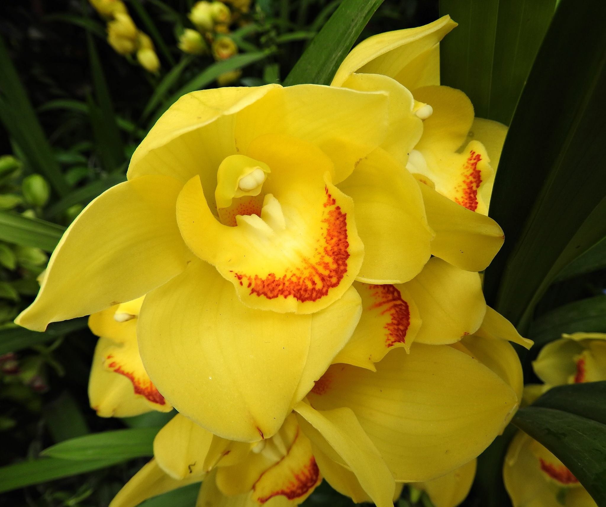 fragility, beauty in nature, botany, plant, growth, vulnerability, focus on foreground, flowering plant, cymbidium, freshness, yellow, inflorescence, 1080P, HD Wallpaper