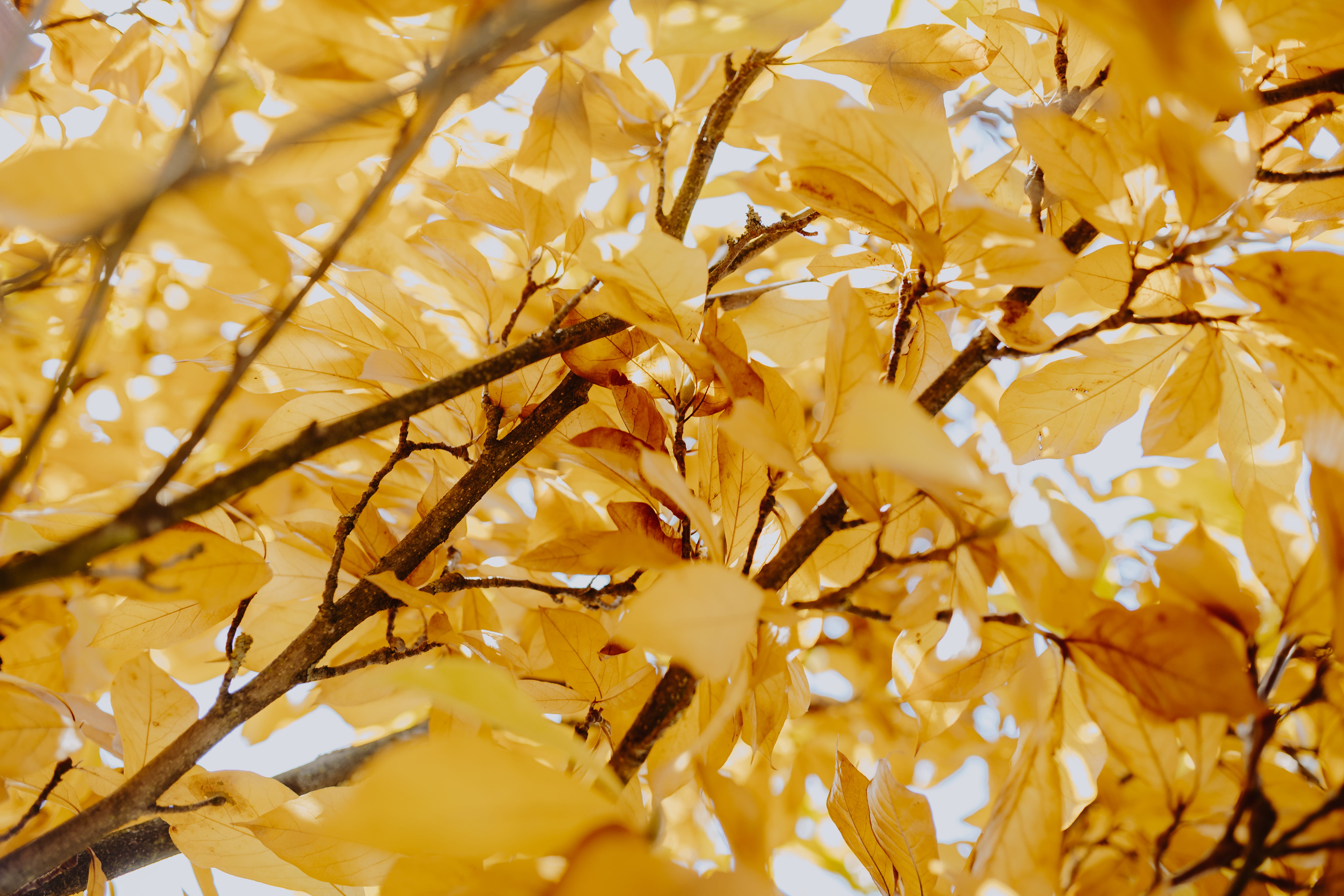 leaf, food and drink, still life, backgrounds, plant, change, full frame, food, healthy eating, orange, close-up, selective focus, magnolia, leaves, autumn, HD Wallpaper