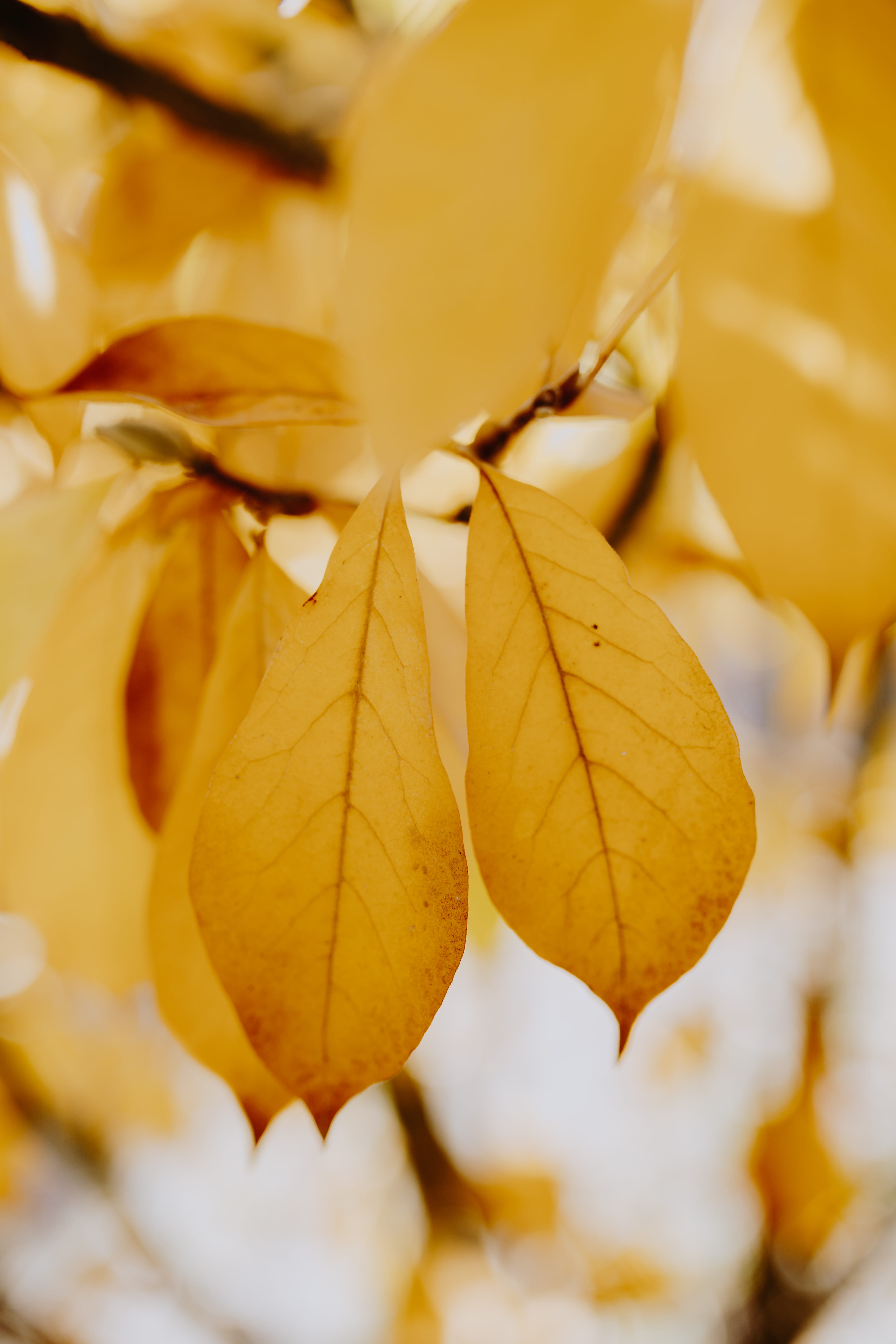 leaves, full frame, outdoors, natural condition, magnolia, close-up, nature, orange color, maple leaf, fall, plant part, natural pattern, day, selective focus, Phone HD Wallpaper