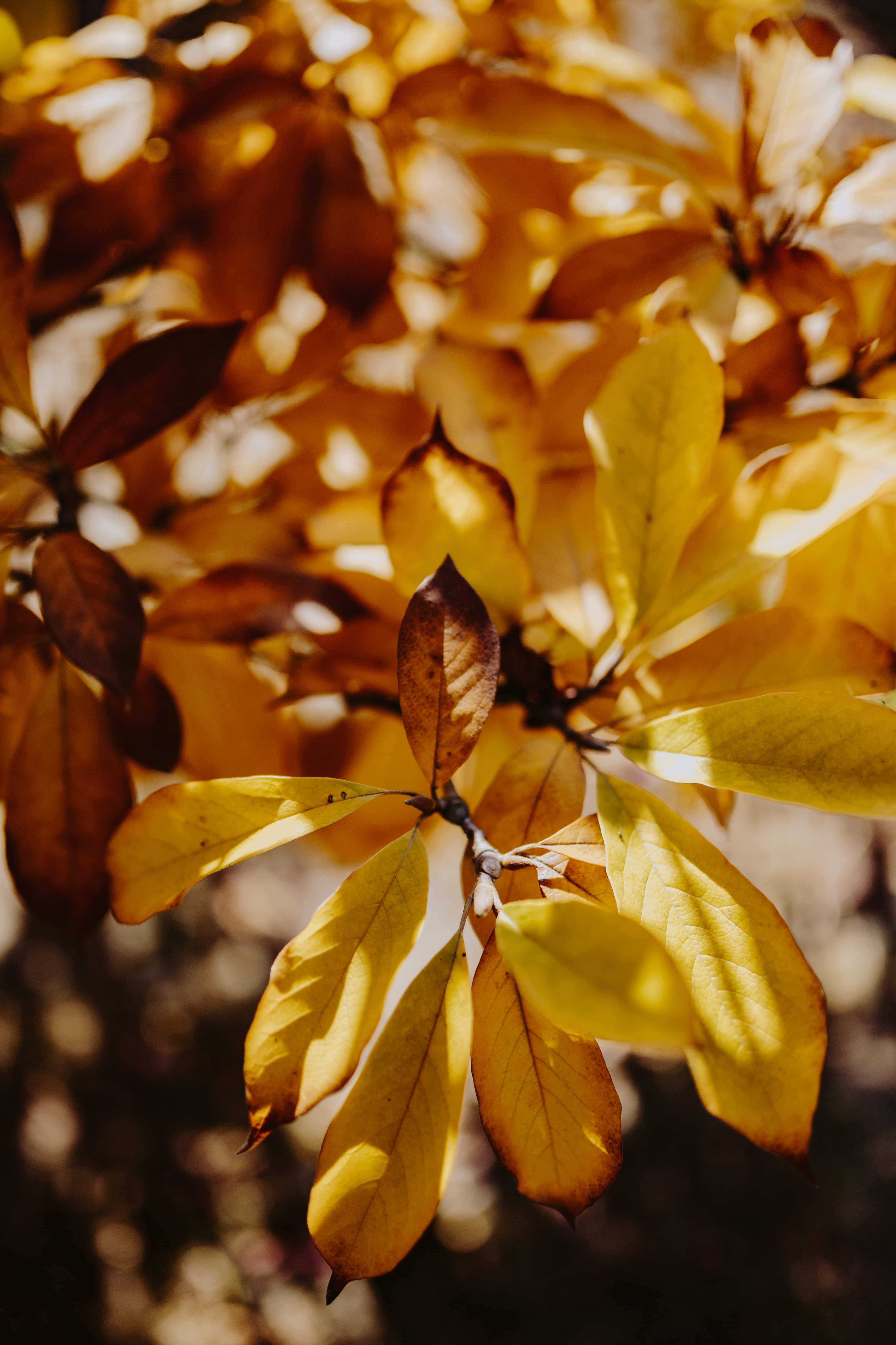 vulnerability, inflorescence, pollen, 5K, flower head, selective focus, plant, focus on foreground, day, wilted plant, fall, autumn, magnolia, nature, Phone HD Wallpaper