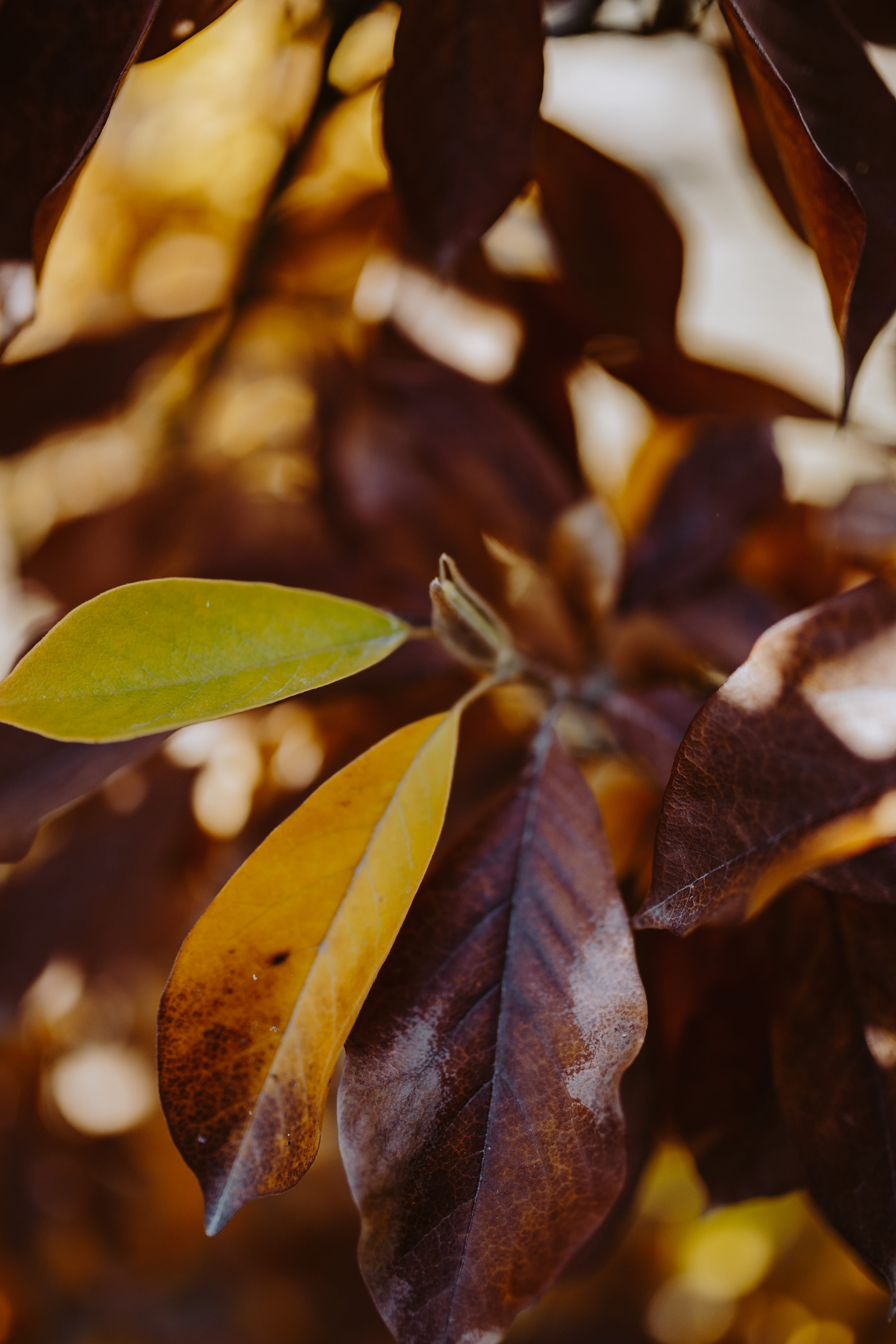 close-up, plant part, leaf, selective focus, orange, freshness, magnolia, yellow, outdoors, nature, focus on foreground, food, natural condition, fragility, Phone HD Wallpaper