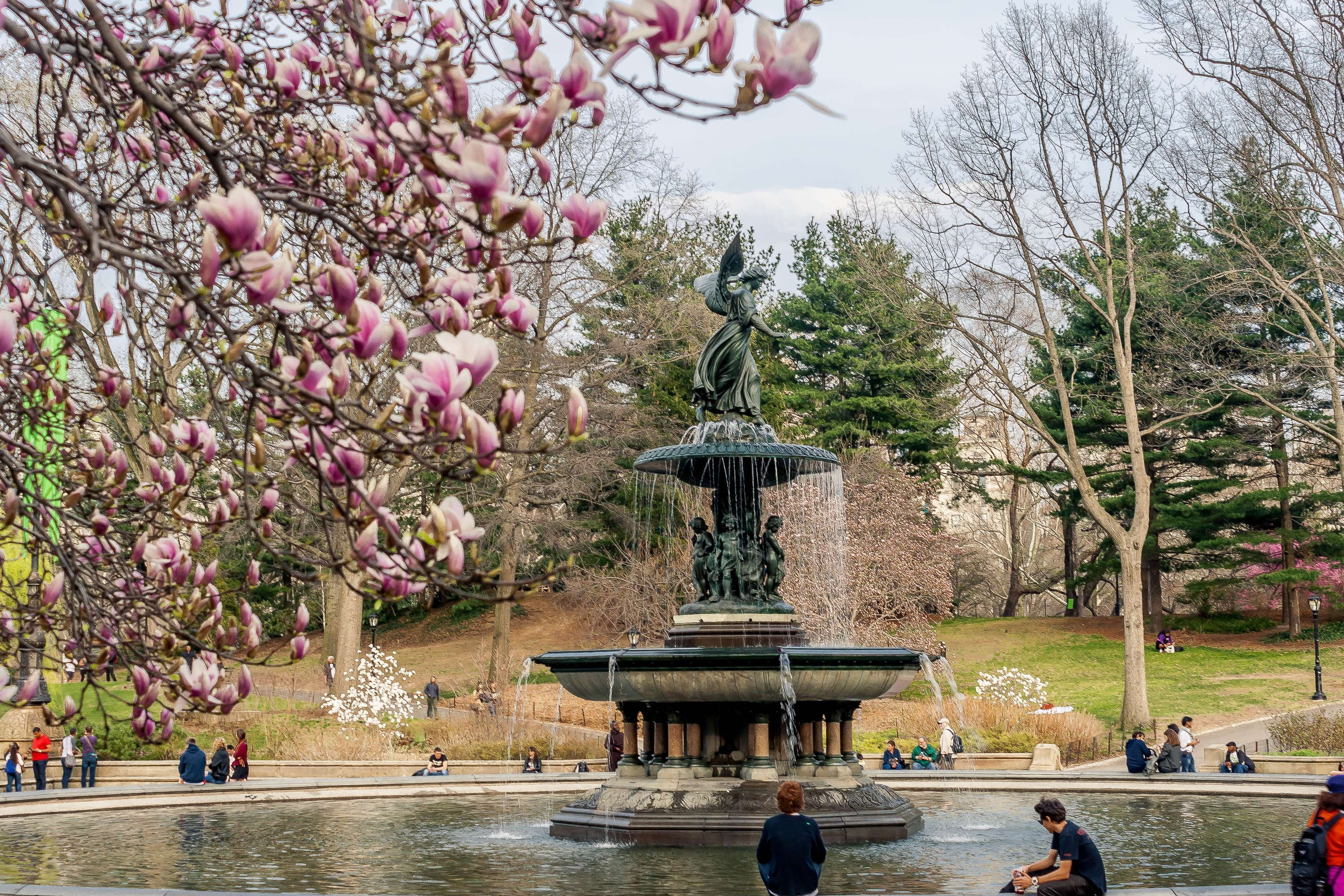 blossom, central park, water, day, nature, pink color, growth, plant, fountain, 2K, architecture, park, built structure, springtime, freshness, magnolia, HD Wallpaper