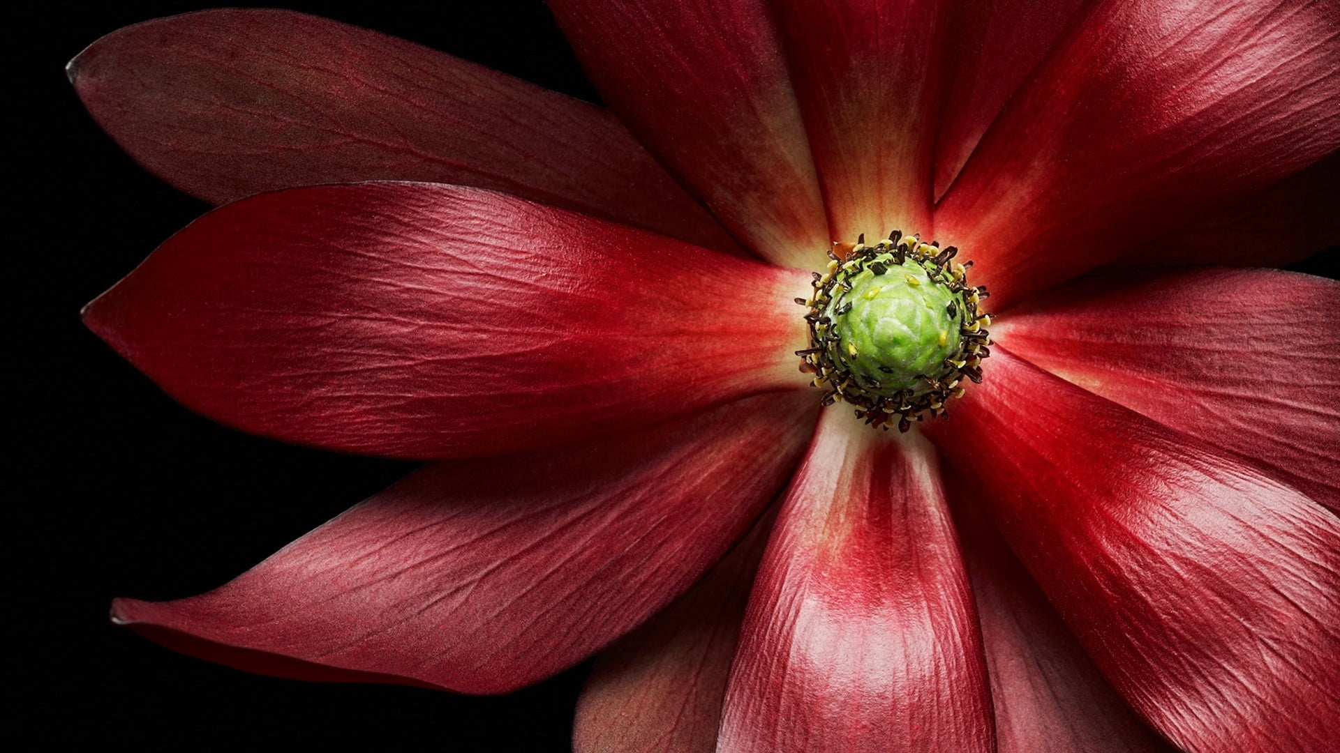 macro, flowering plant, extreme close-up, 1080P, petal, black background, summer, growth, studio shot, beauty In Nature, inflorescence, black Color, flower Head, HD Wallpaper