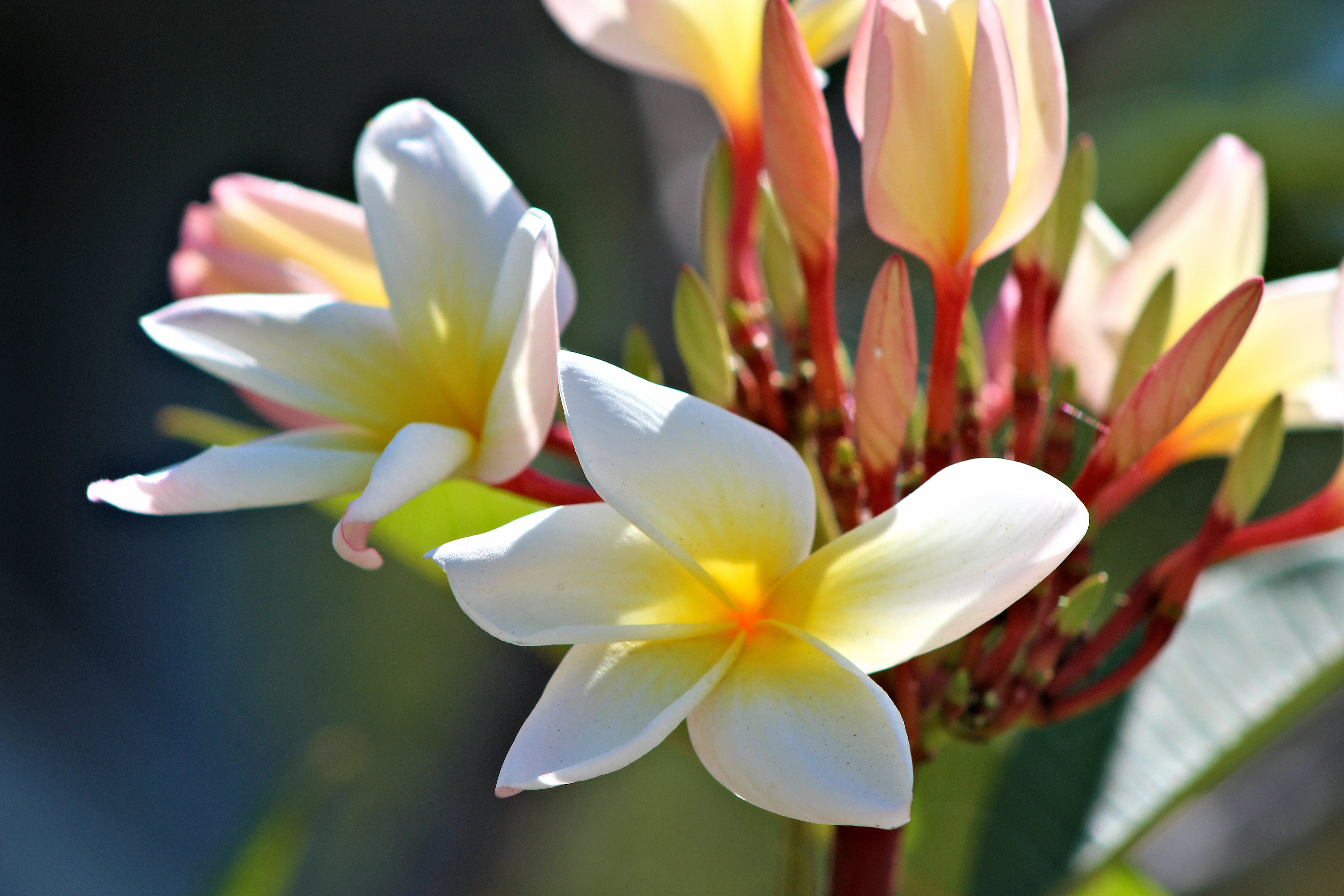 blossom, yellow, buds, thailand, flowering plant, close-up, pink Color, pond, backgrounds, inflorescence, vulnerability, summer, flower Head, 5K, white color, HD Wallpaper