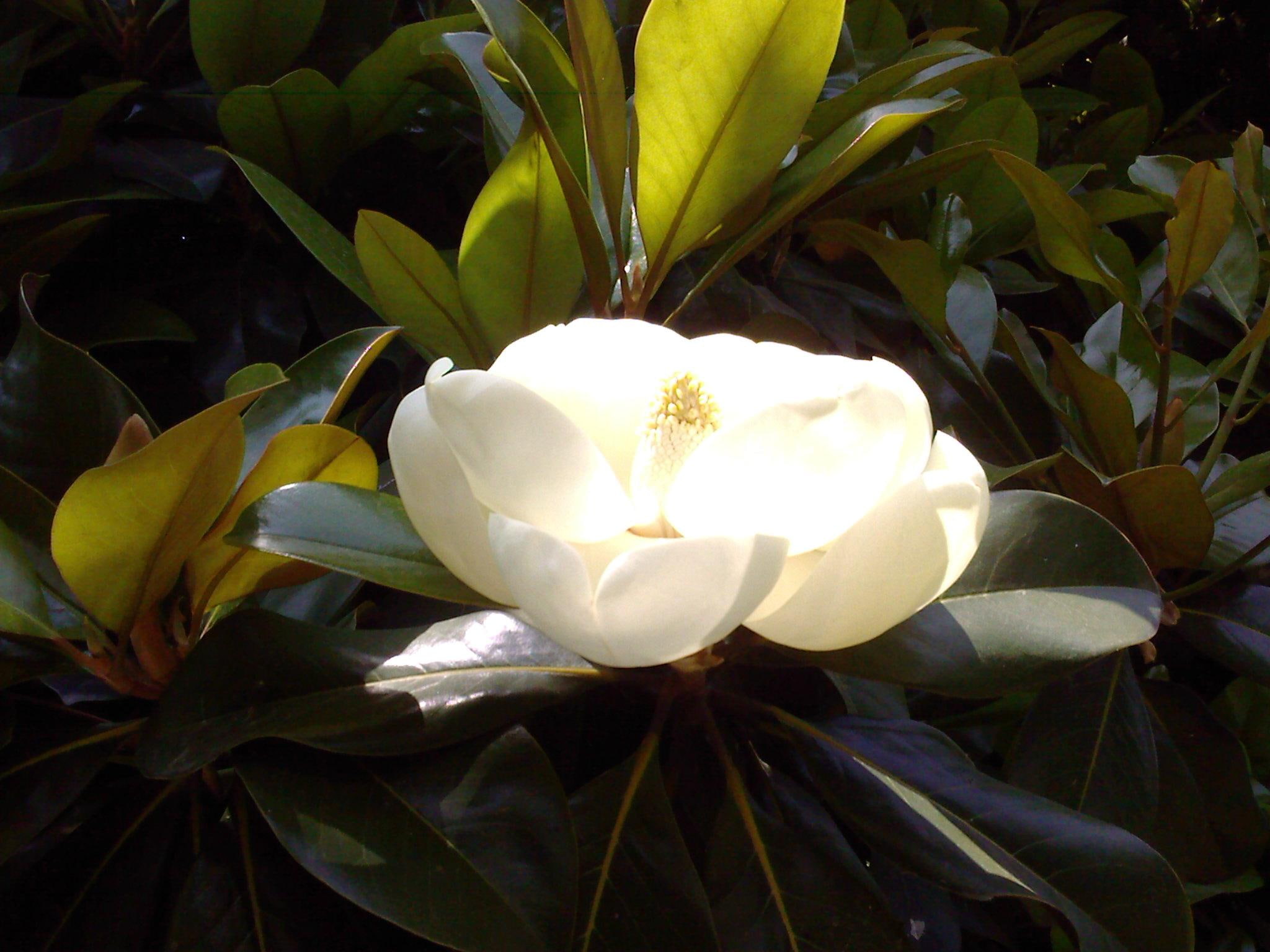 flower, 1080P, blossom, white, magnolia, bowl, 3d and abstract, HD Wallpaper