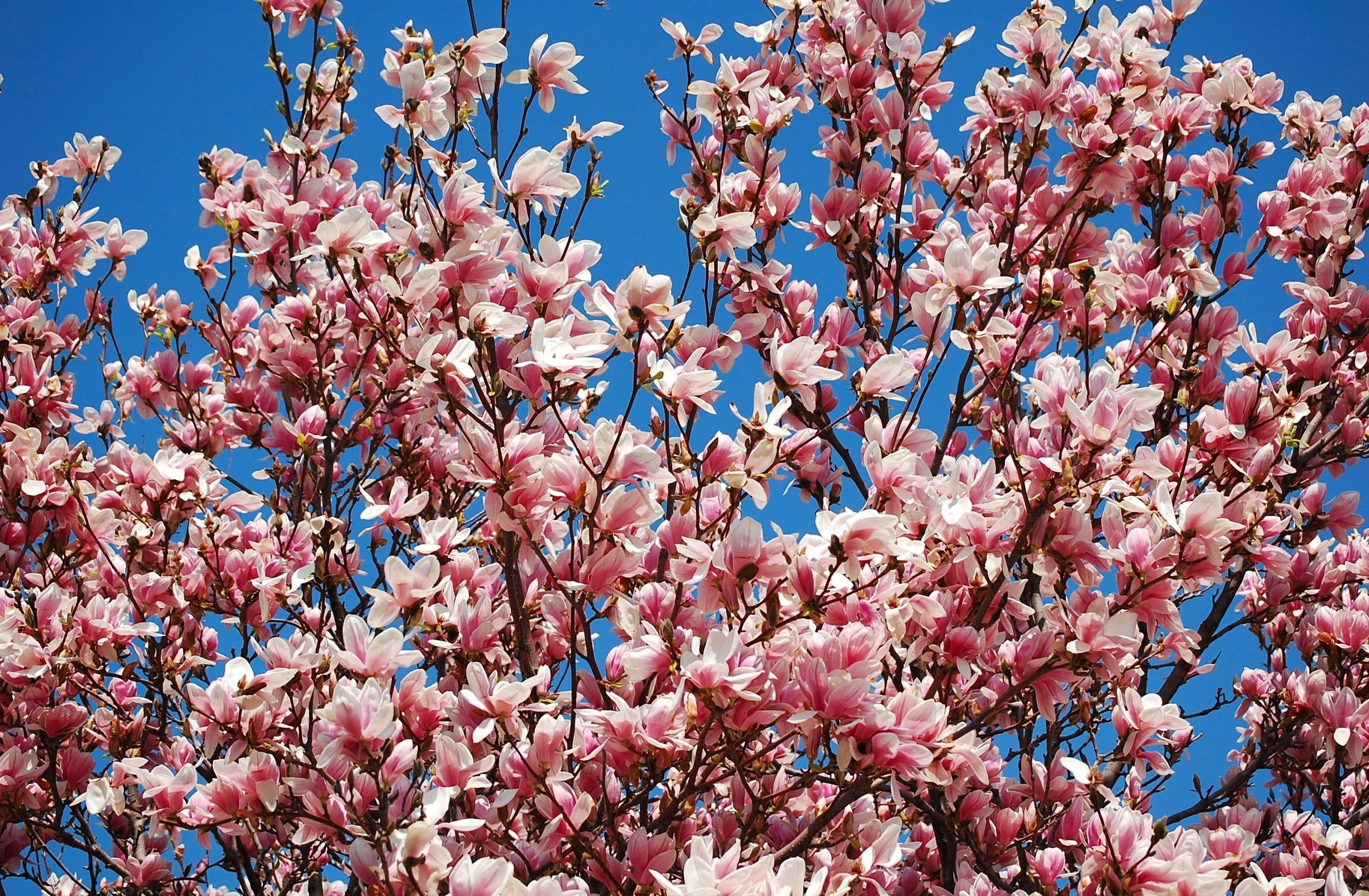 close-up, flower, no people, day, nature, springtime, decoration, cherry, season, flowering plant, spring, vulnerability, japan, cherry blossom, backgrounds, HD Wallpaper