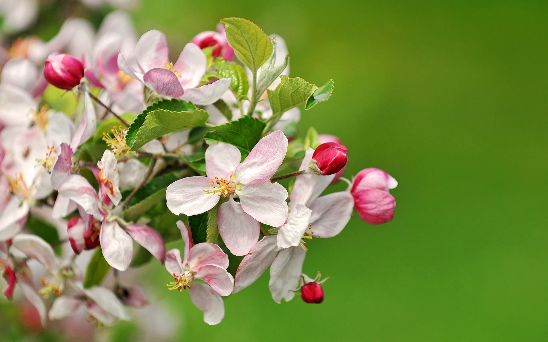 1080P, nature and landscapes, apple, beautiful, nature, apple trees, flowers, blossoms, HD Wallpaper
