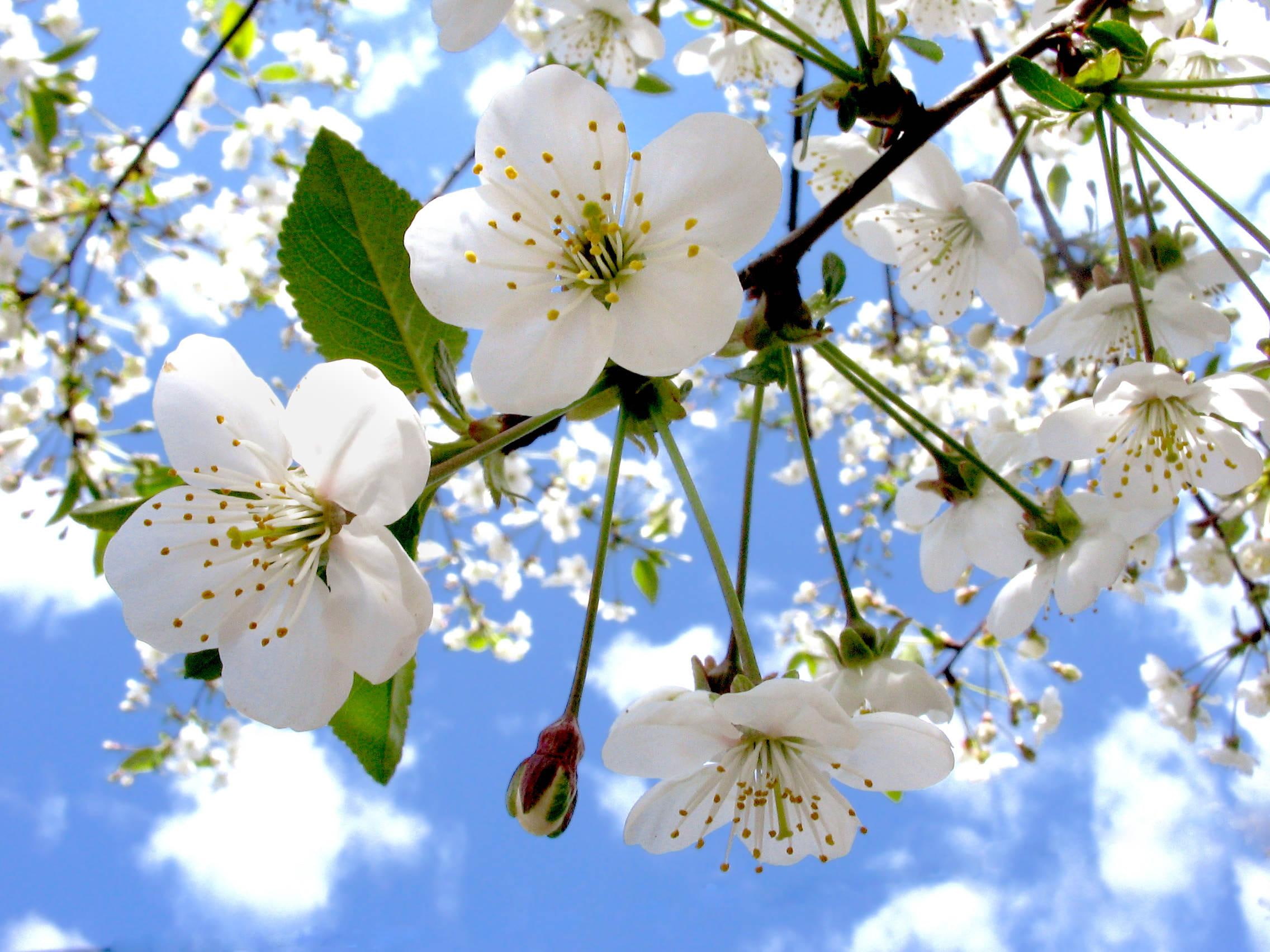 1080P, apple, flower, skies, spring, clouds, white, nature and landscapes, flowers, blossom, HD Wallpaper
