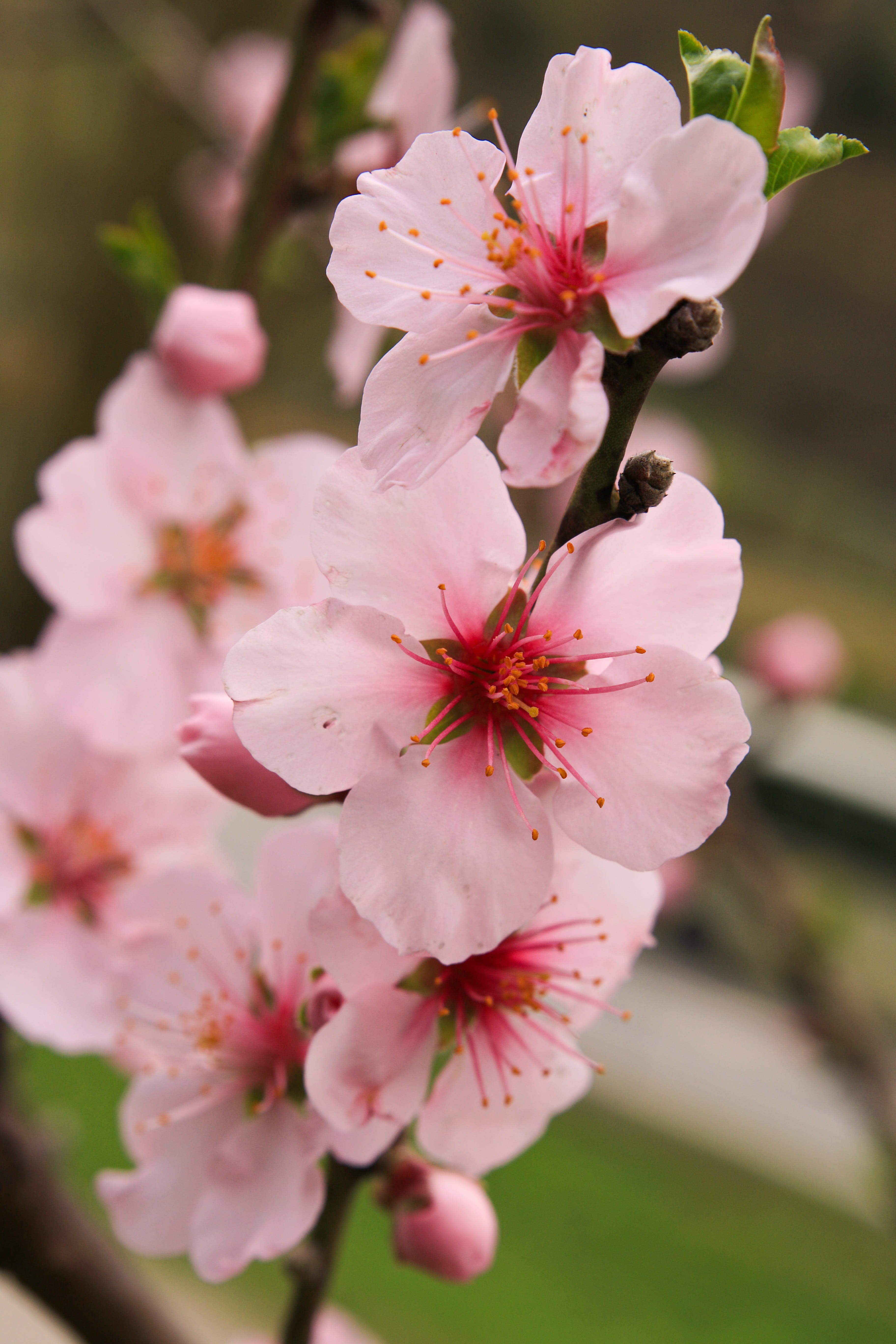 cherry tree, close-up, apple tree blossom, stamen, flowering plant, bloom, outdoors, pollen, flower, day, plant, botany, spring, vulnerability, 5K, flowers, Phone HD Wallpaper
