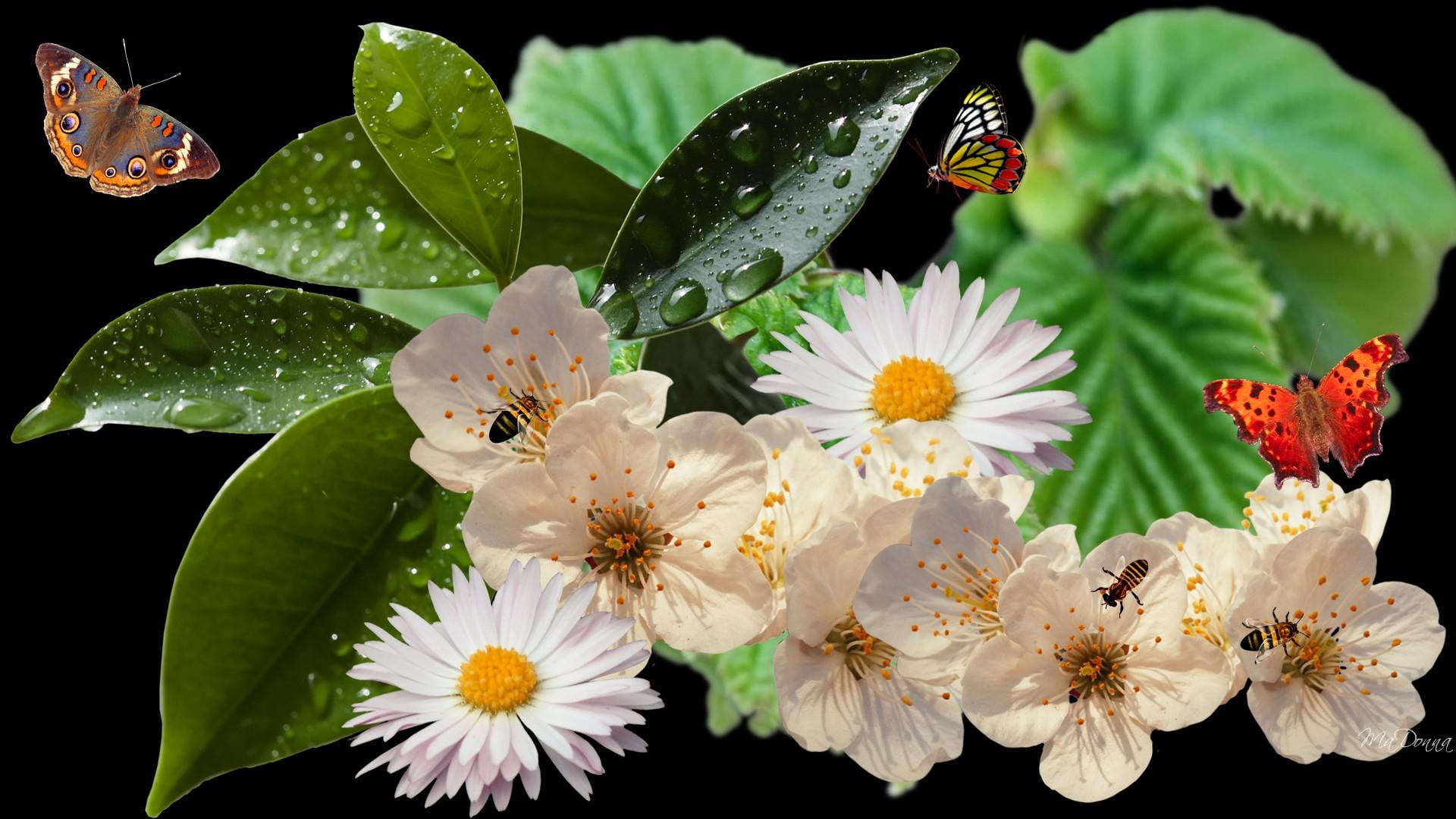 apple blossoms, cherry blossoms, spring, 3d and abstract, leaves, memories, butterflies, 1080P, daisies, HD Wallpaper