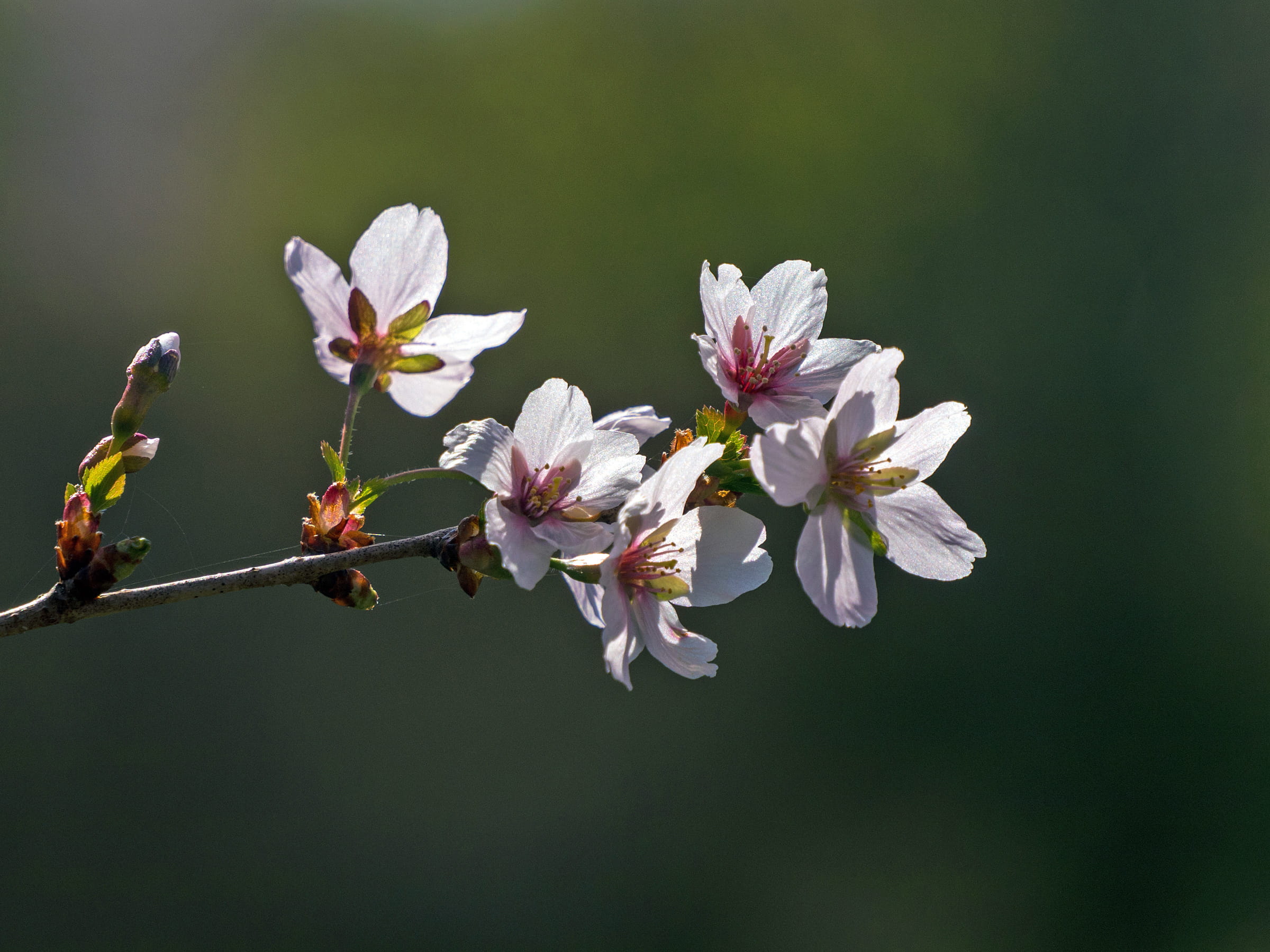 cherry blossom, flower photography, springtime, pollen, flower blossom, pink, tree, apple flower, beautiful flowers images, twig, flower head, fragility, HD Wallpaper