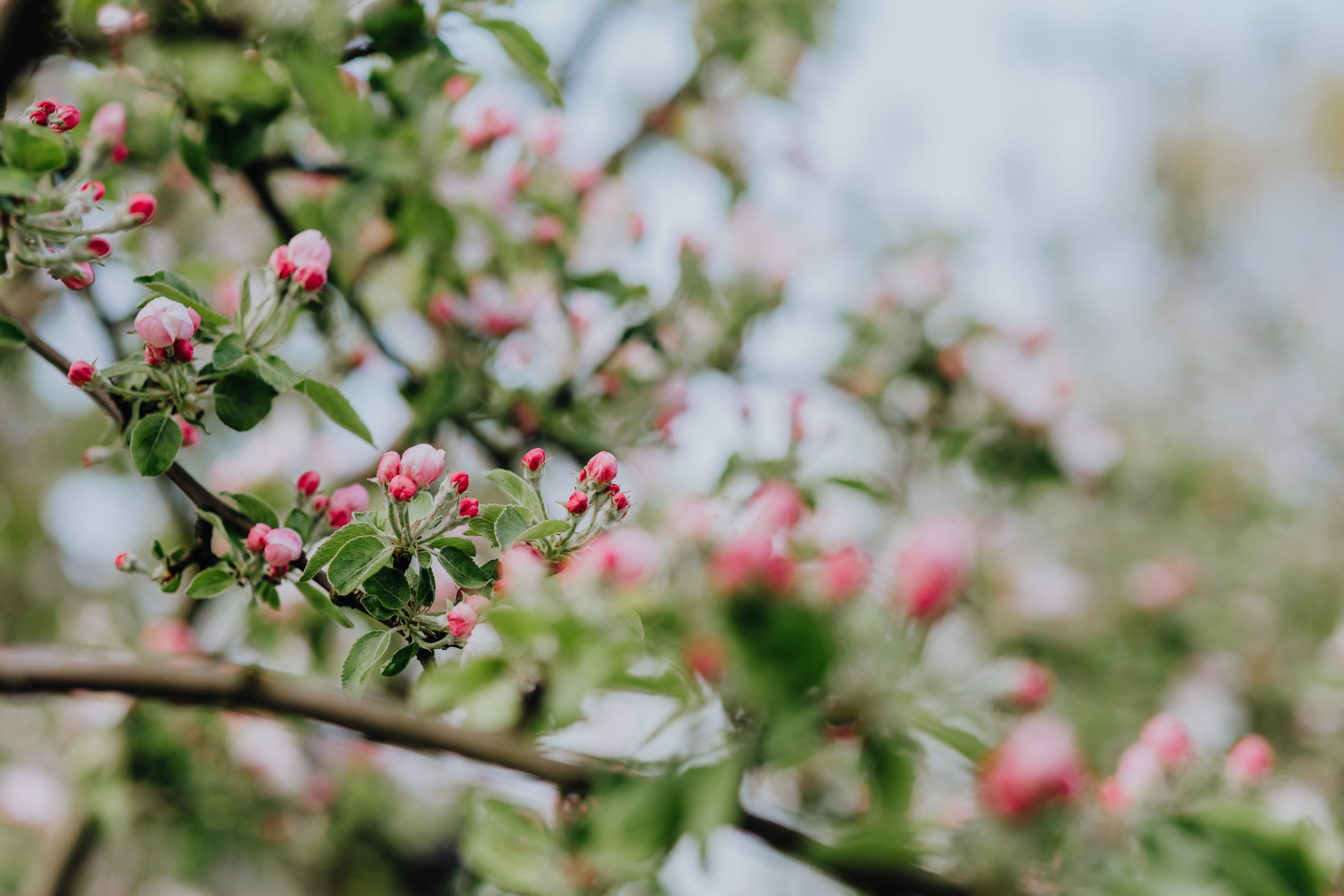 blooming, green color, plant, trees, no people, pink color, growth, plant part, beauty in nature, tree, close-up, fragility, ornamental garden, green, day, HD Wallpaper