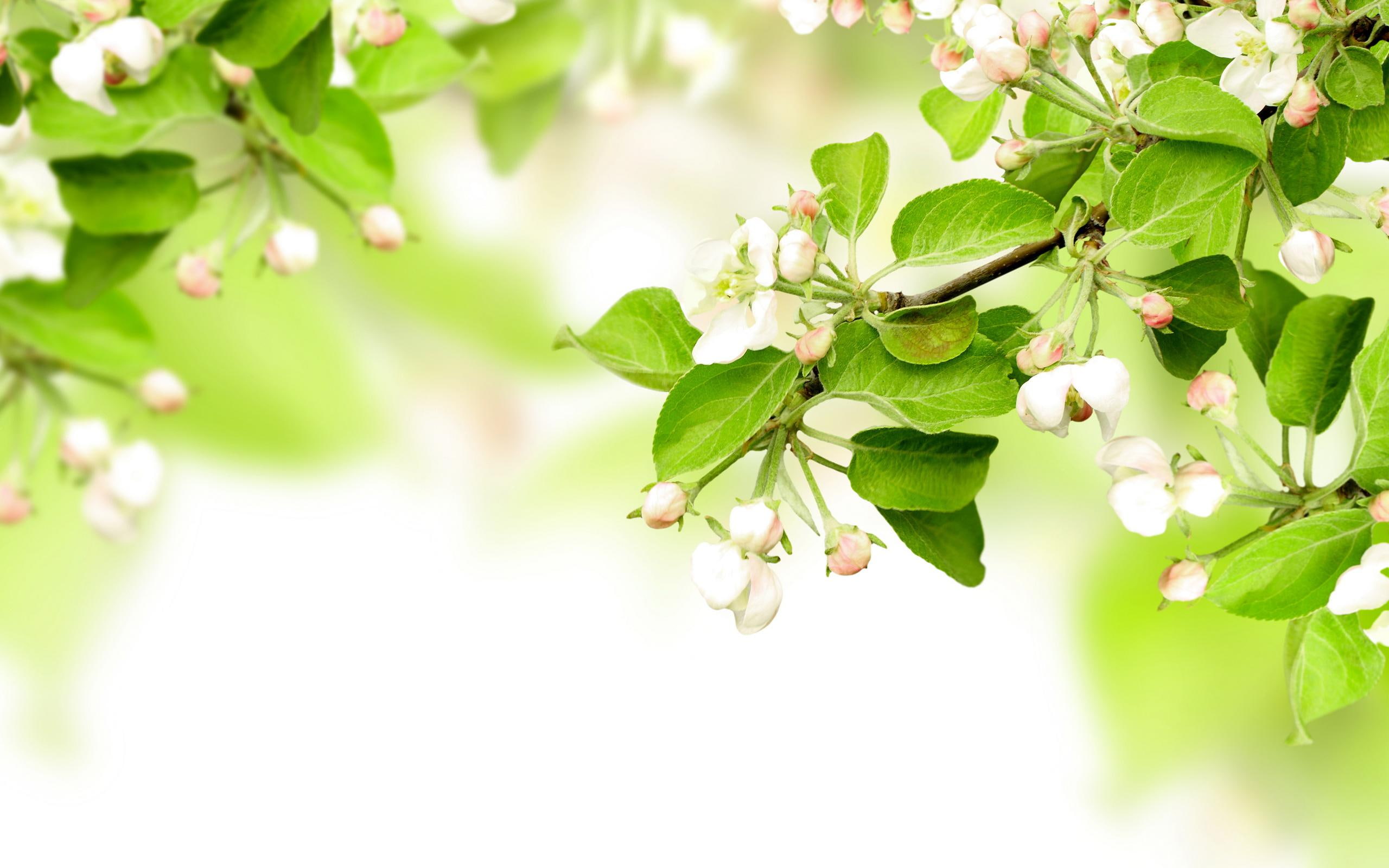 apples, flowers, branches, blossom, spring, android, leaves, 2K, HD Wallpaper