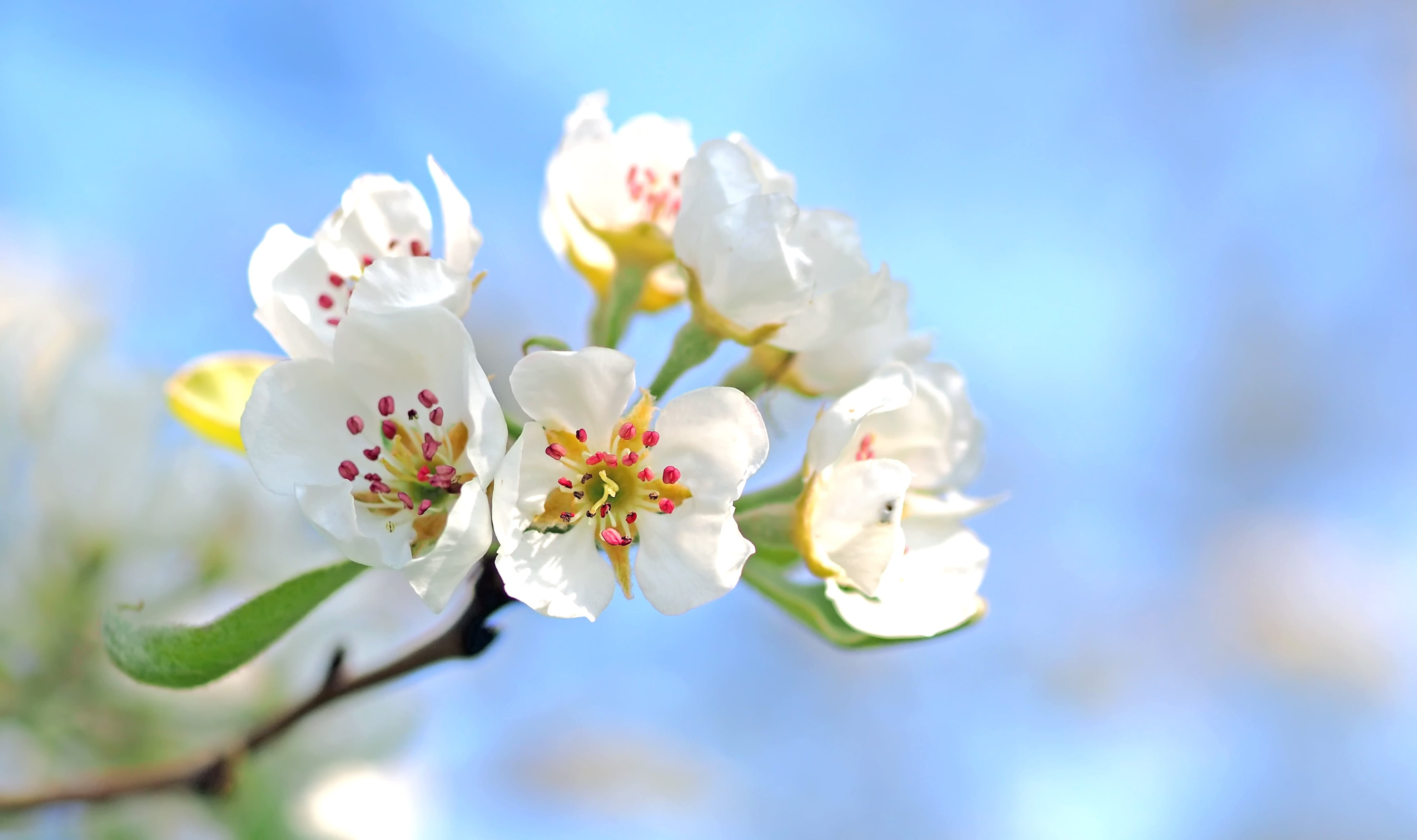 petal, botany, no People, pink Color, leaf, beauty In Nature, summer, selective focus, outdoors, bunch of flowers, blossom, macro, color Image, season, HD Wallpaper