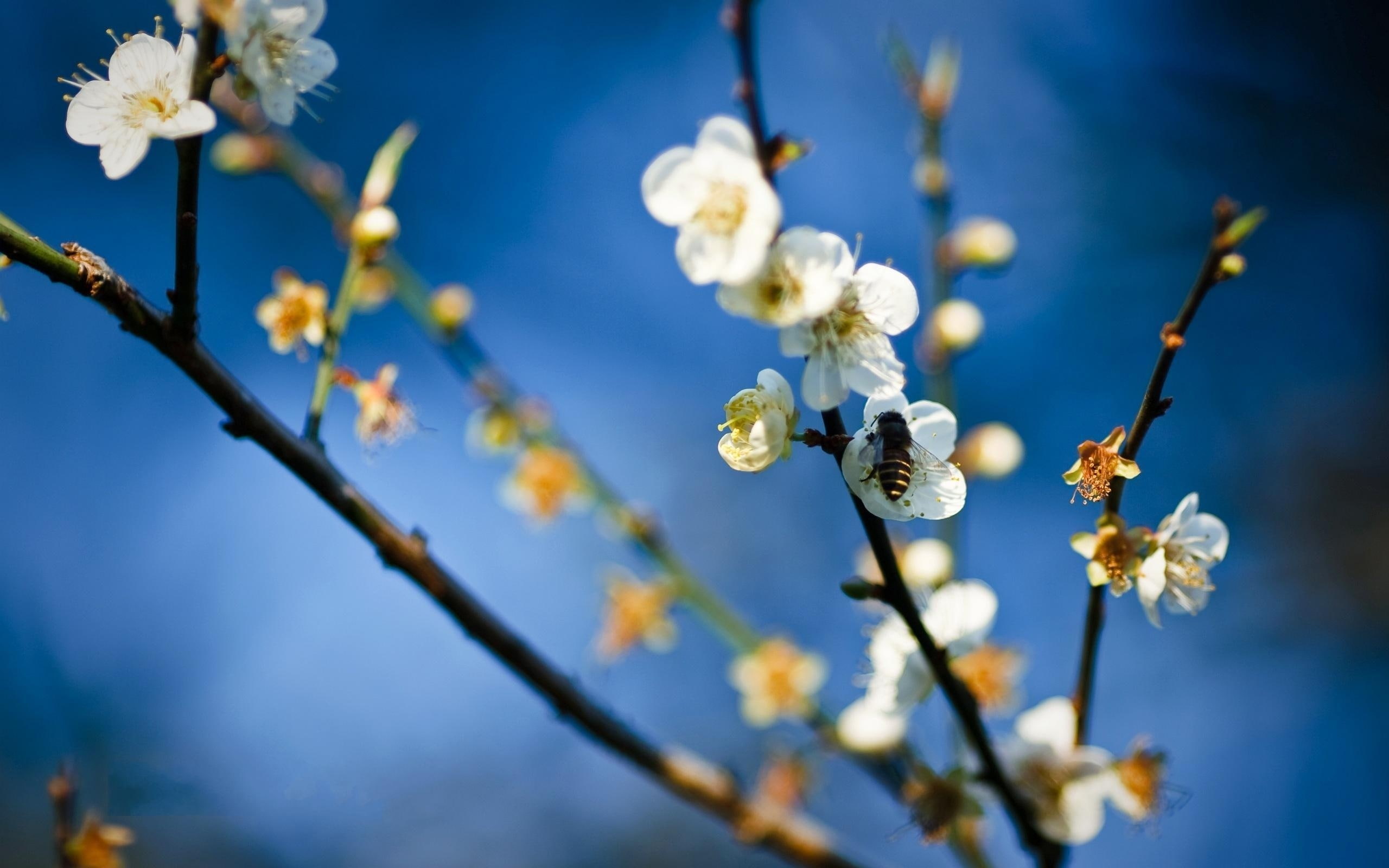 Bee, blossoms, Flower, 2K, White, flowers, apple, HD Wallpaper