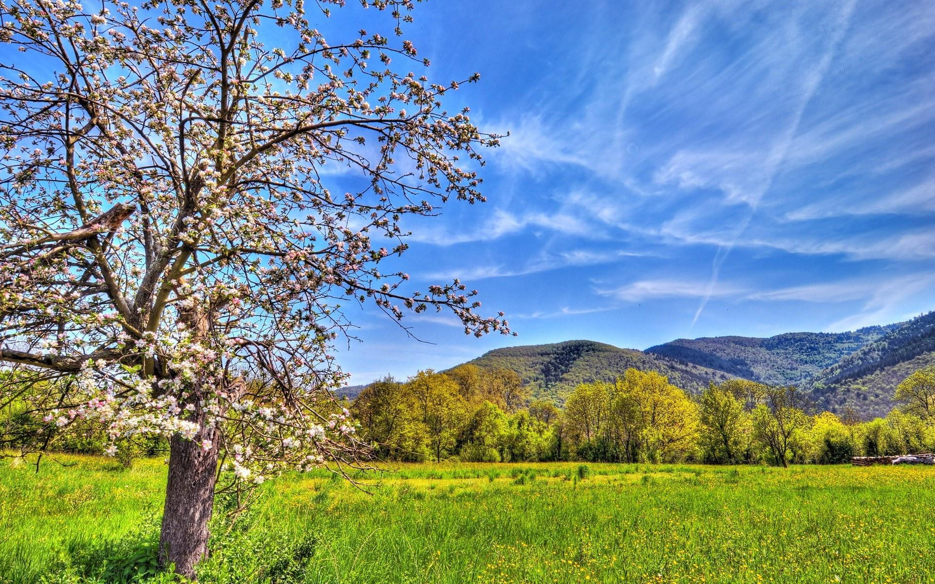 1080P, flowers, blooming, blooms, trees, apple blossoms, beautiful, nature and landscapes, apple, nature, tree, HD Wallpaper