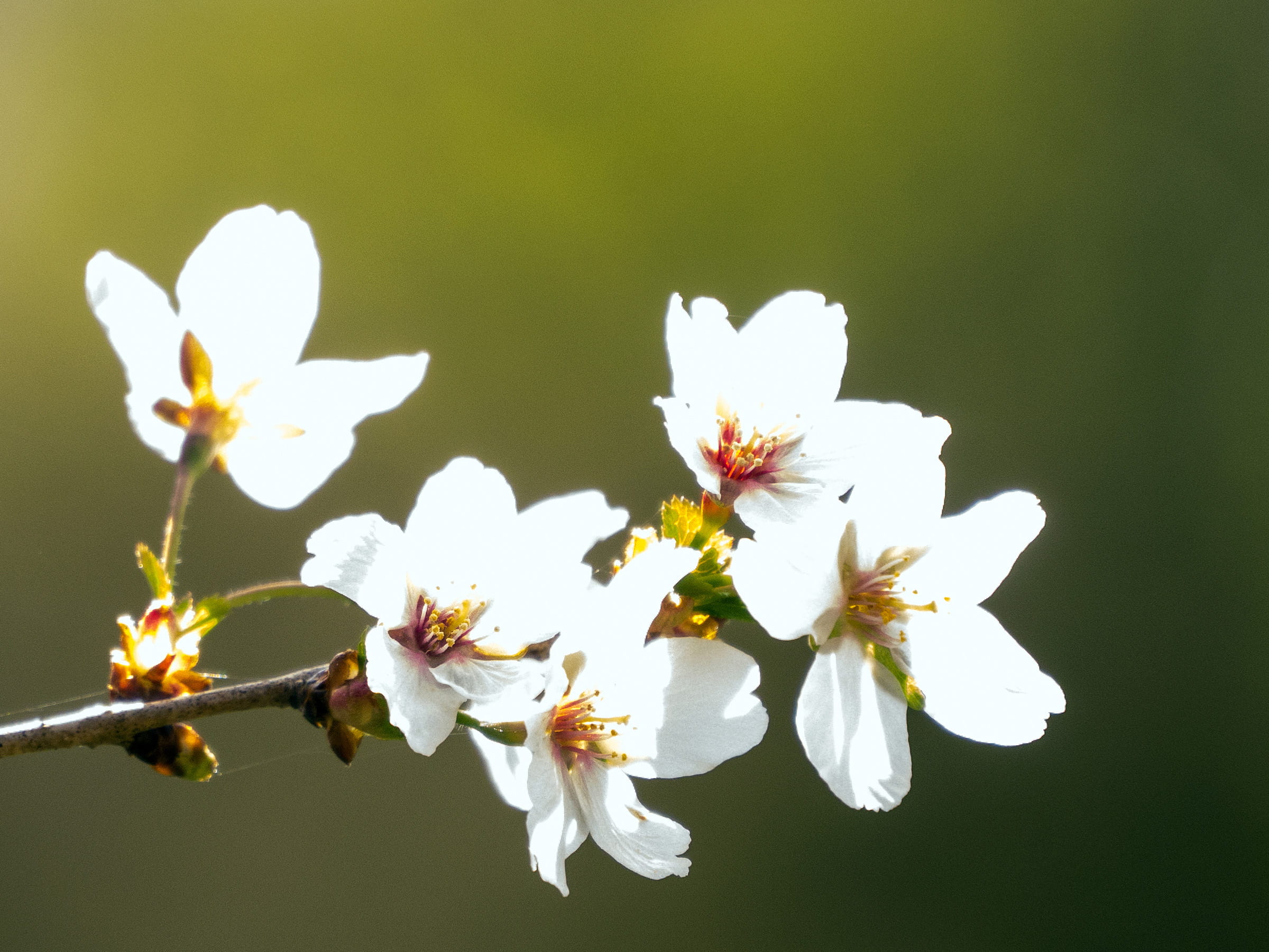 fragility, close-up, tree, apple, inflorescence, flowering plant, plant, beauty in nature, 1080P, outdoors, apple blossom pictures, pictures of flowers, HD Wallpaper