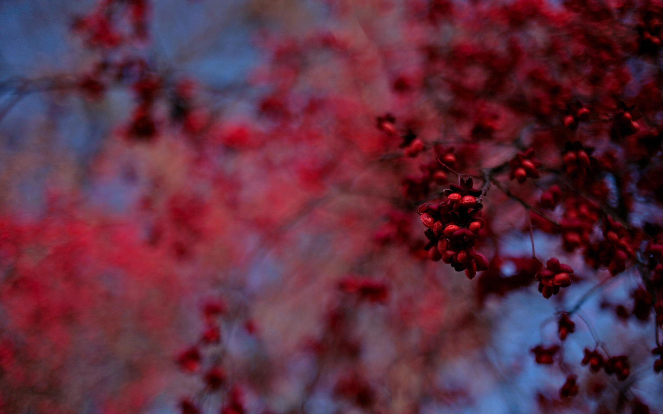 healthy eating, flower, branch, flowering plant, selective focus, fruit, outdoors, growth, beauty in nature, plants, freshness, winter, no people, red, HD Wallpaper