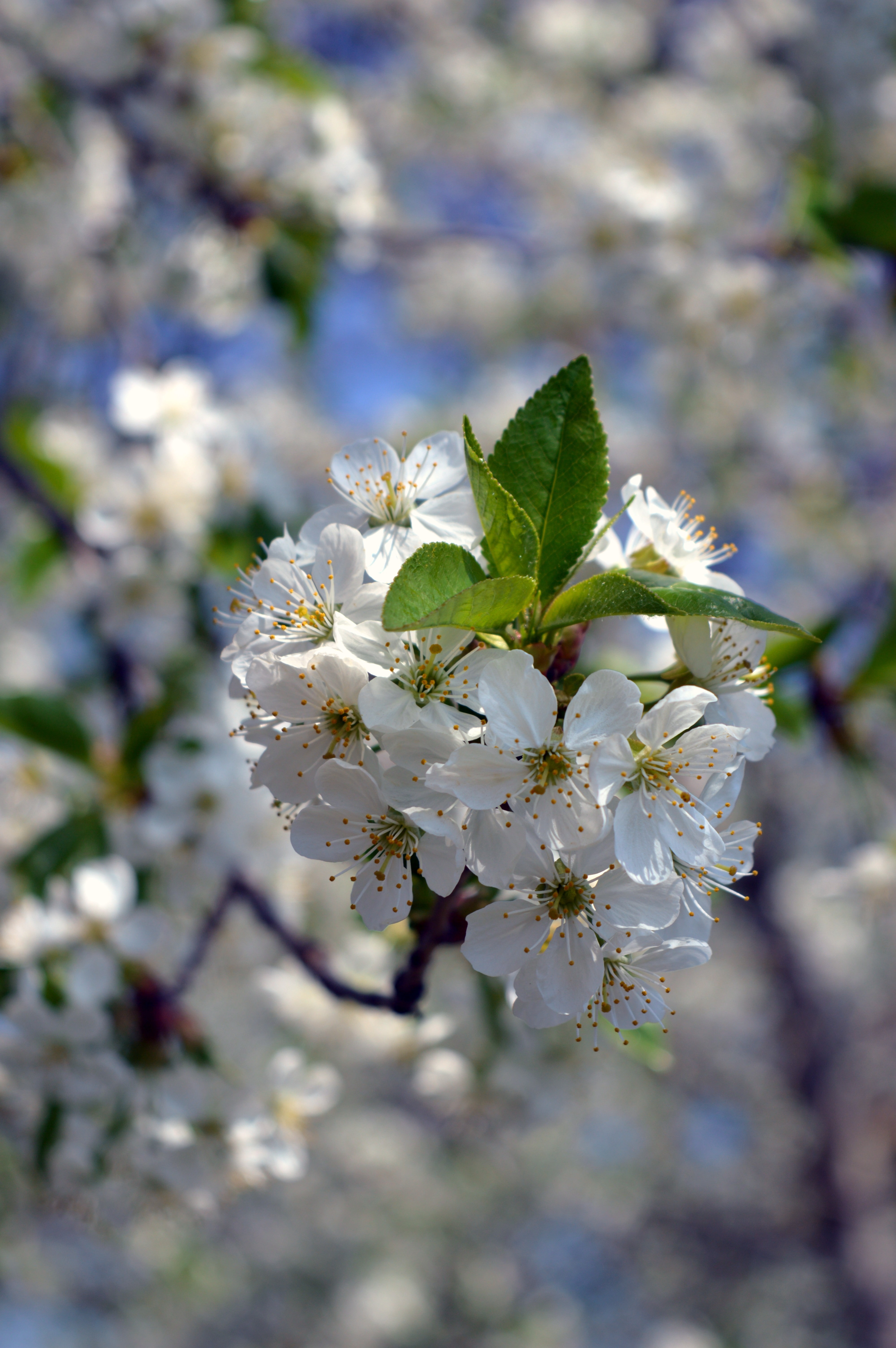 vulnerability, close-up, flowers, white flowers, branch, day, nature, pollen, outdoors, beauty in nature, blurred, flower head, blossom, fragility, softness, Phone HD Wallpaper