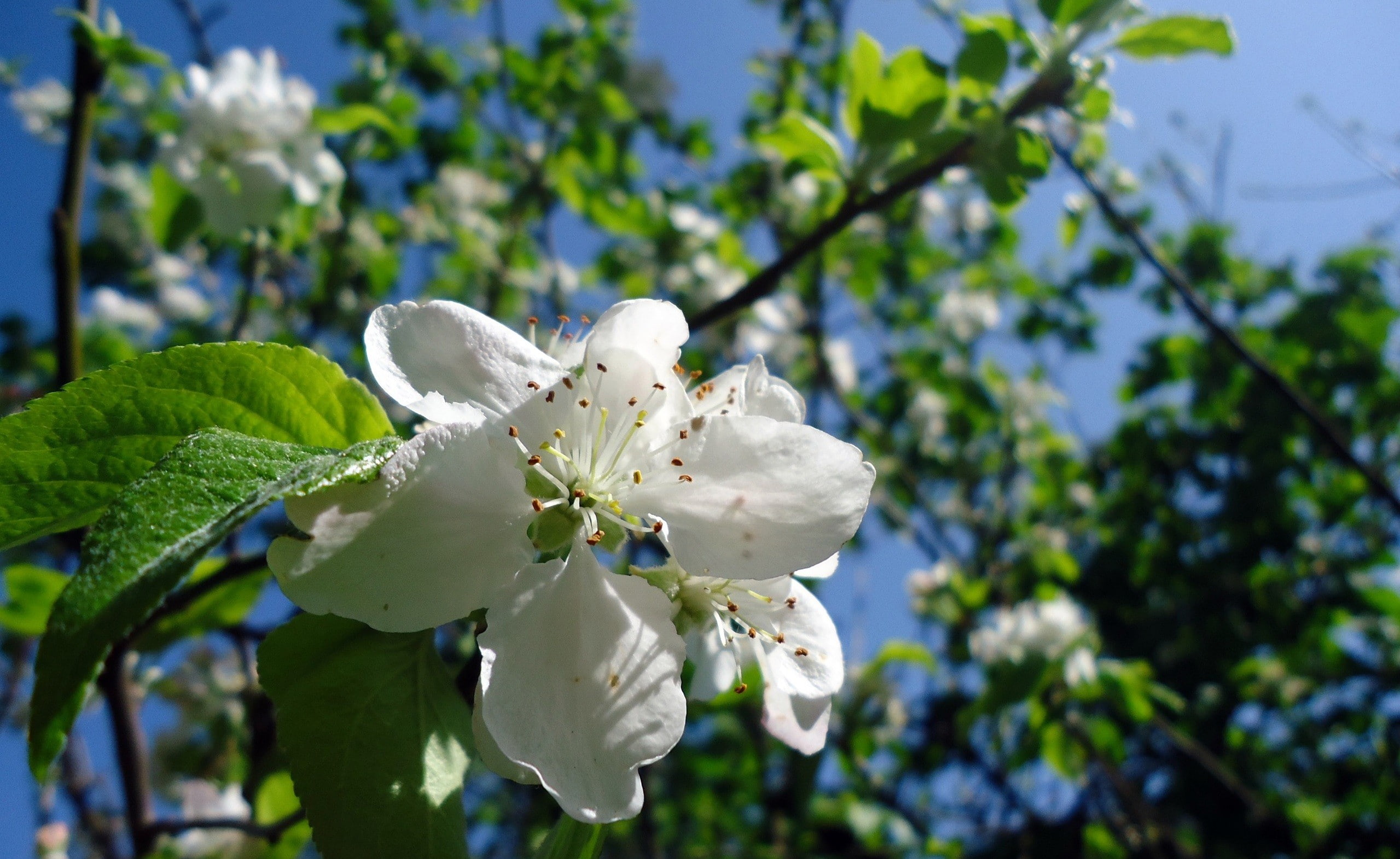 petal, fragility, pollen, outdoors, spring, no people, close-up, blossom, beauty in nature, growth, day, cherry blossom, fruit tree, flower head, leaves, HD Wallpaper