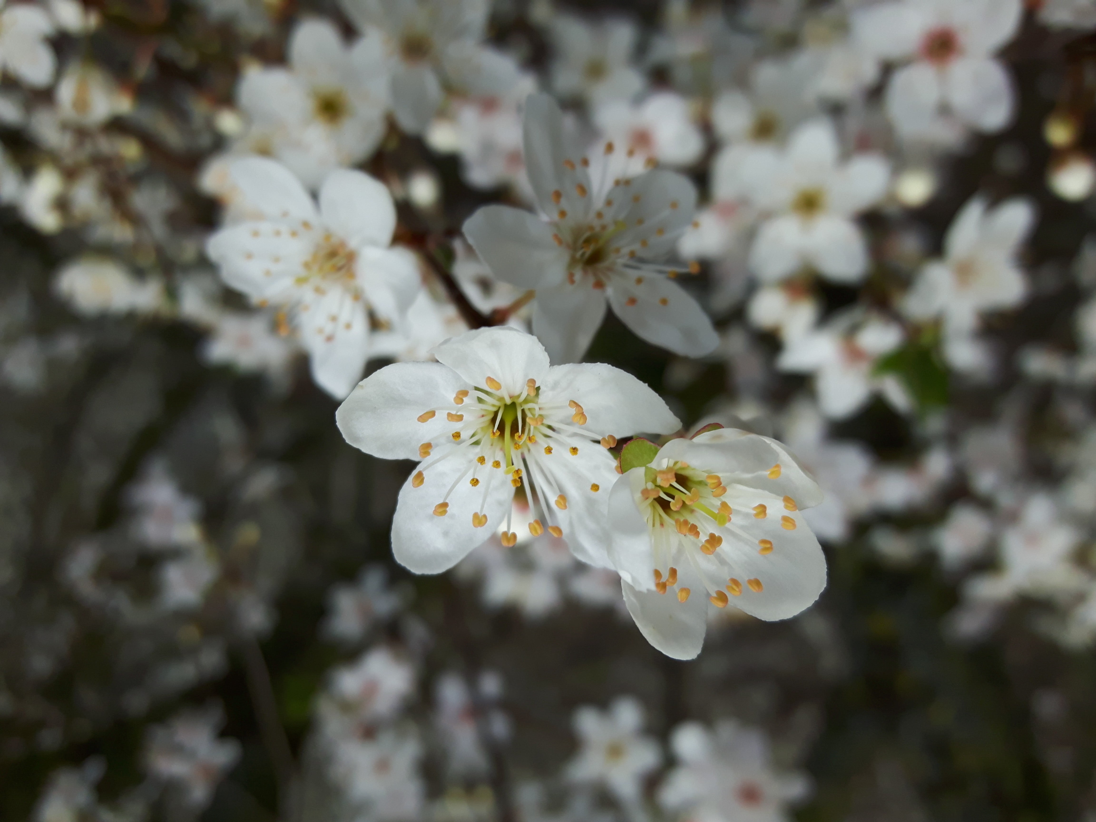 flowers, flower, cherry tree, close-up, no people, fruit tree, 4K, branch, spring, flowering plant, blossom, outdoors, cherry blossom, petal, vulnerability, HD Wallpaper