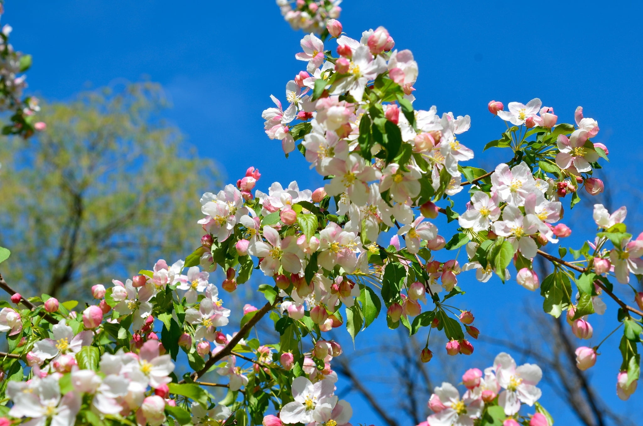 flower Head, season, day, sky, low angle view, spring, petal, leaf, growth, cherry Blossom, blossom, cherry tree, beauty In Nature, botany, fragility, apple tree, HD Wallpaper
