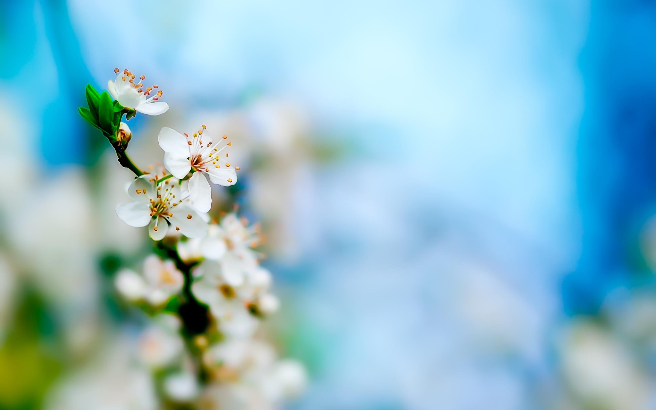tree, nature and landscape, apple, 2K, bloom, HD Wallpaper