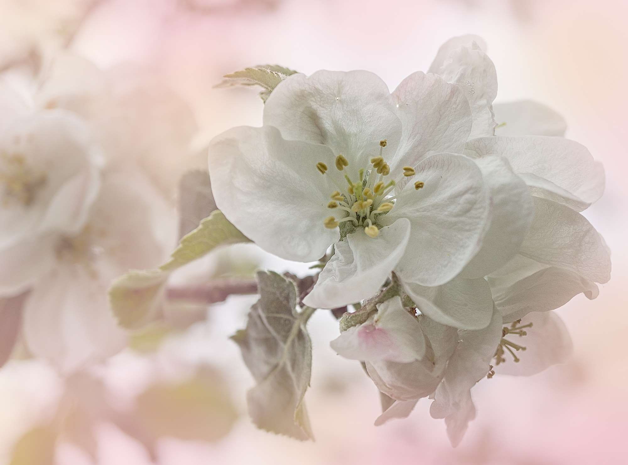 vulnerability, spring, fragility, flower head, fruit, plant, bloom, springtime, orchard, white color, day, fruits, tree, cherry tree, apple, softness, flowers, HD Wallpaper