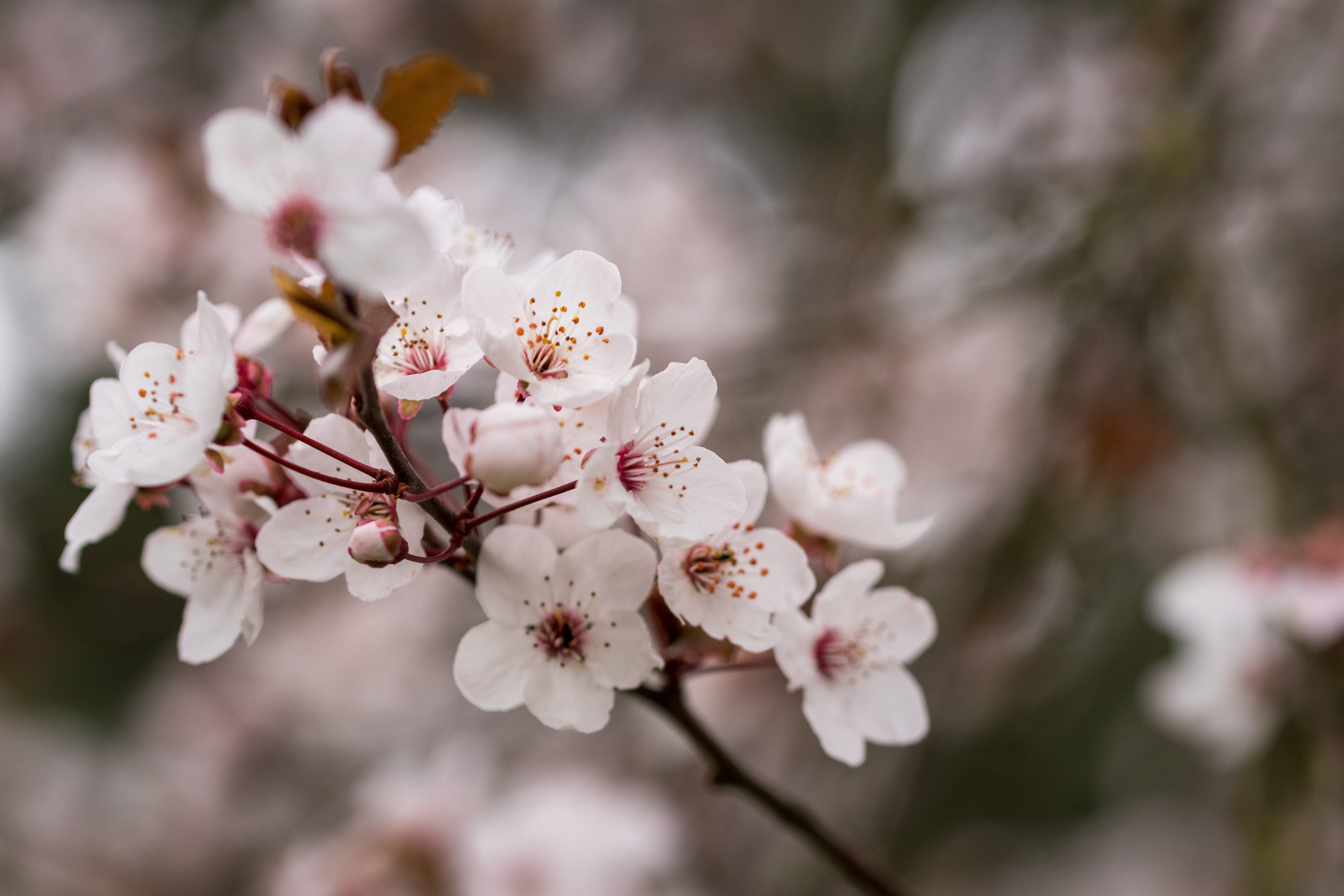 spring, tree, flower head, outdoors, blossom, floral, season, blossoms, freshness, japan, petal, day, flowering plant, sakura, growth, white, bloom, flowers, HD Wallpaper