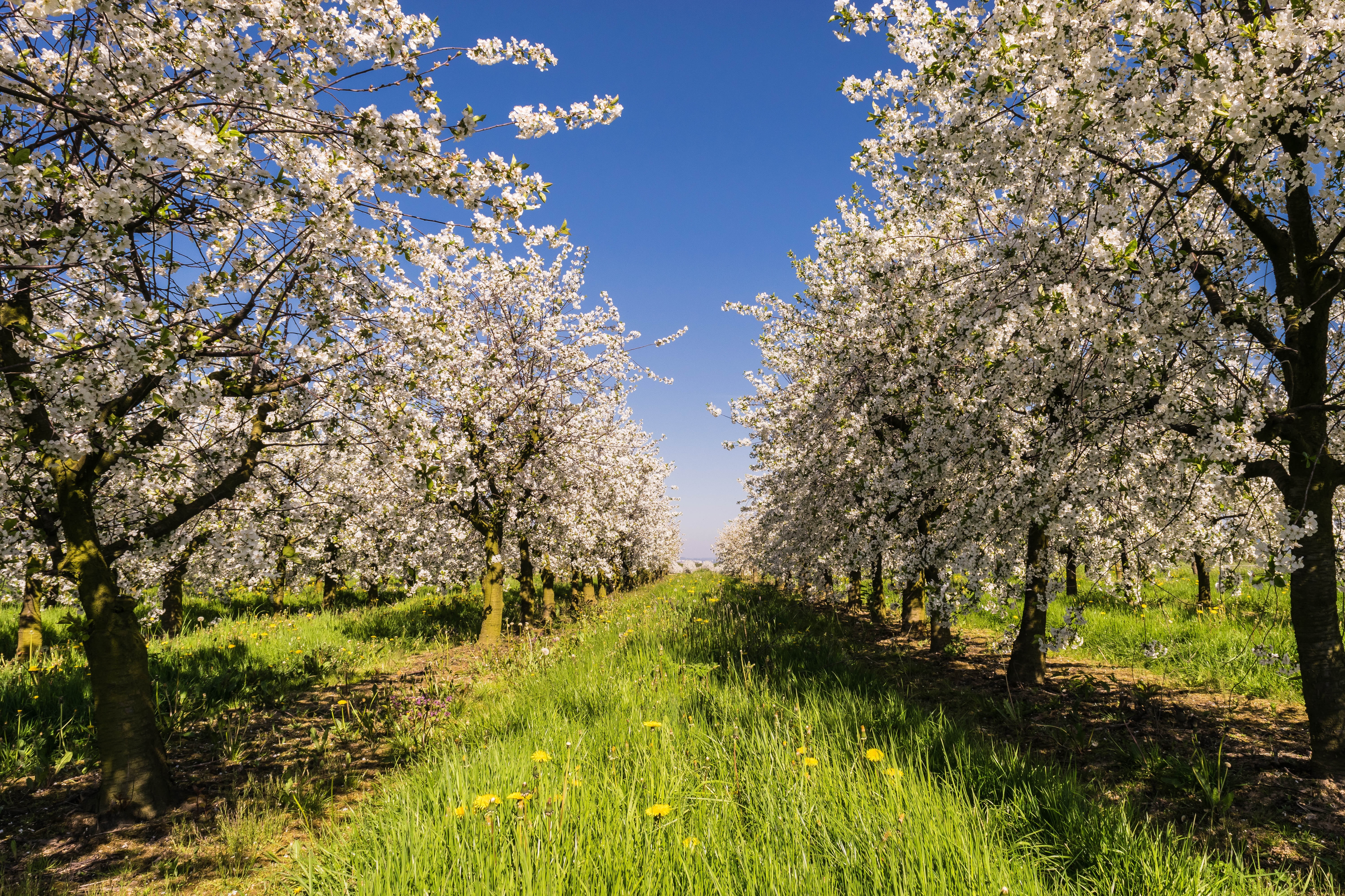 bio, white, apple tree flowers, growth, beauty in nature, day, freshness, flowering plant, no people, plant, spring, rural Scene, fruit tree plantation, HD Wallpaper