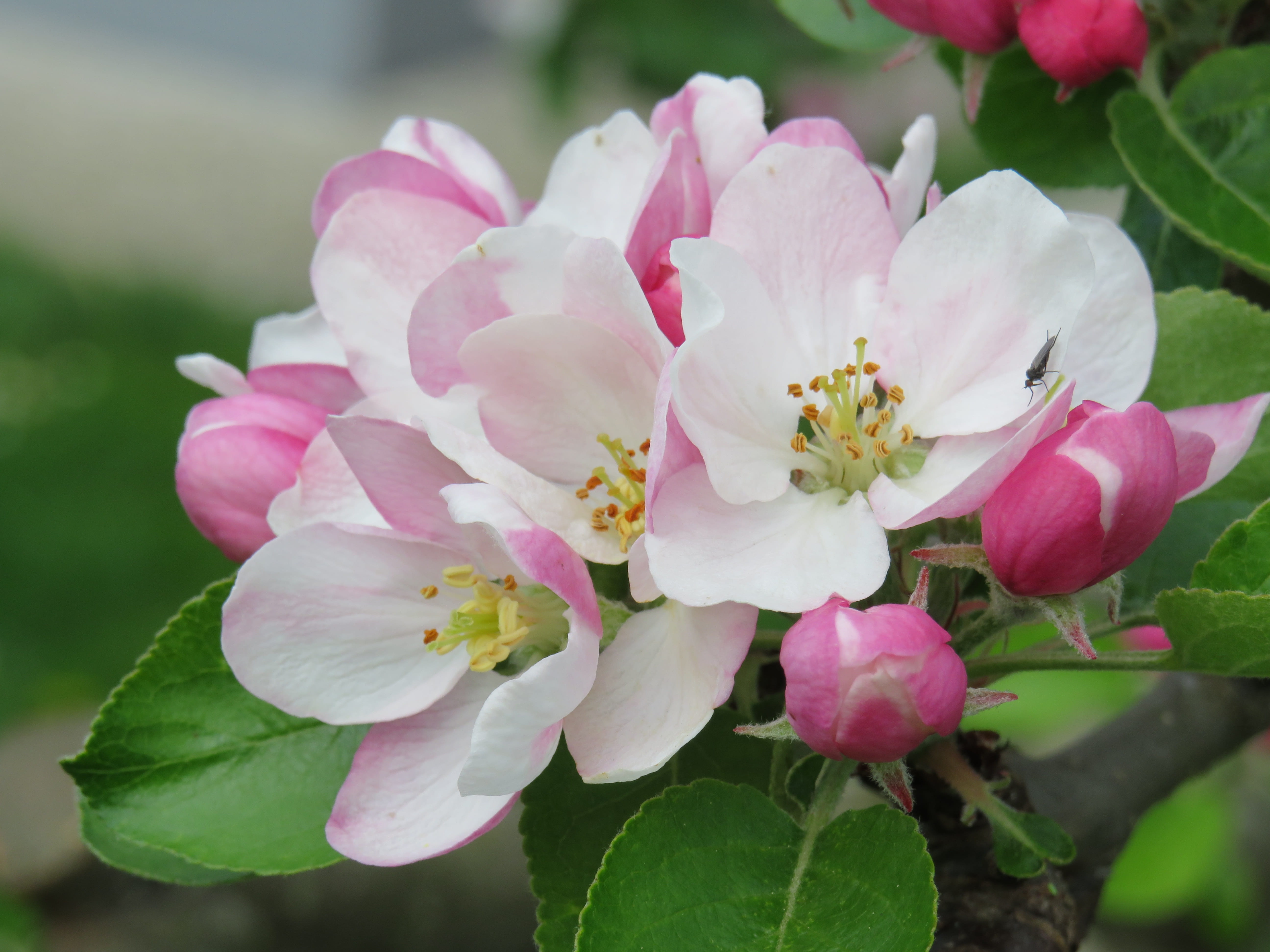 flower head, petal, flowering plant, springtime, vulnerability, blossom, inflorescence, outdoors, beauty in nature, 5K, freshness, pink color, plant part, HD Wallpaper