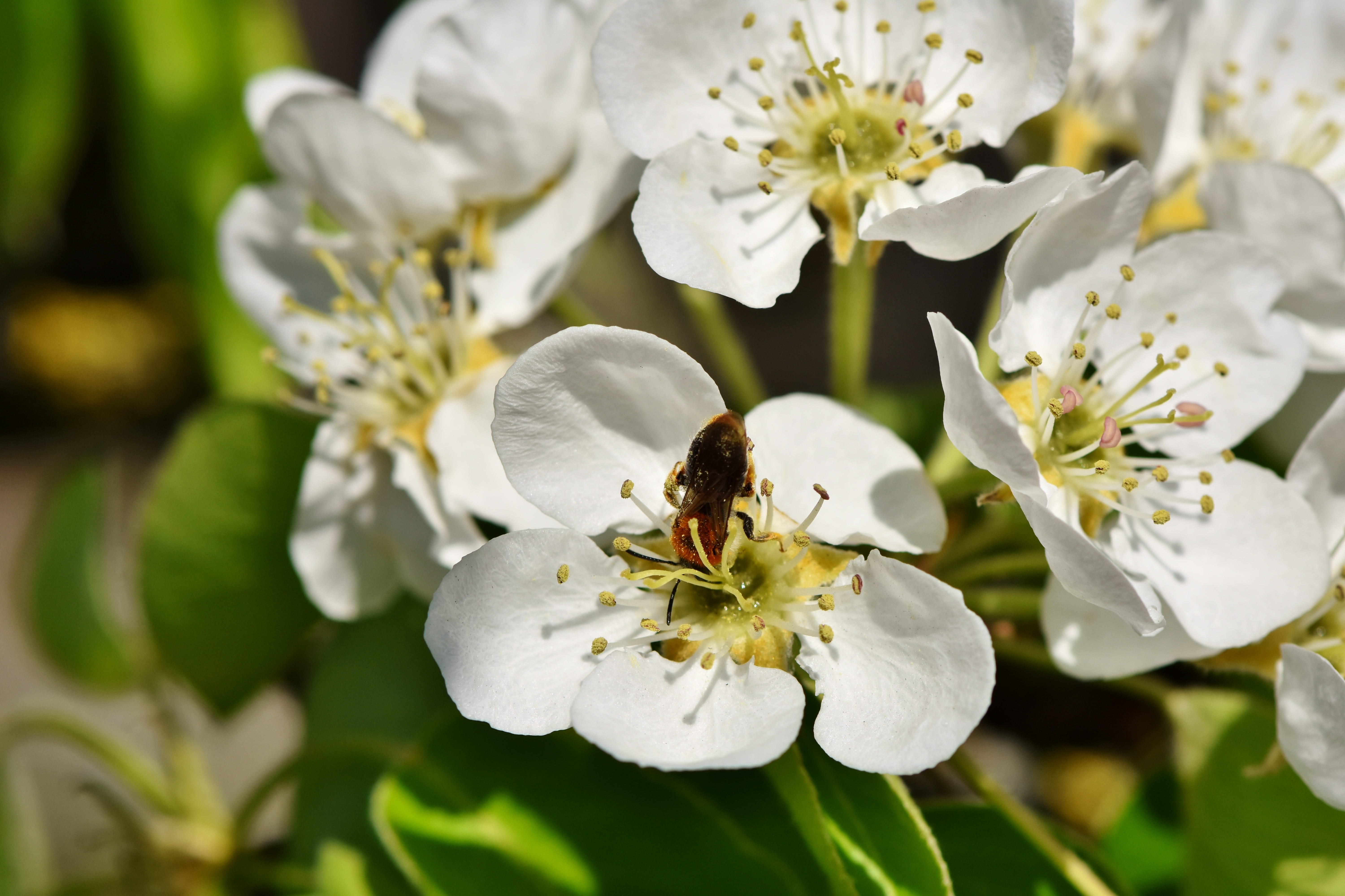 5K, animal, spring, fragility, flower head, flowering plant, apple blossom, honey, bee, vulnerability, tree, white, petal, flower, animal themes, no people, HD Wallpaper
