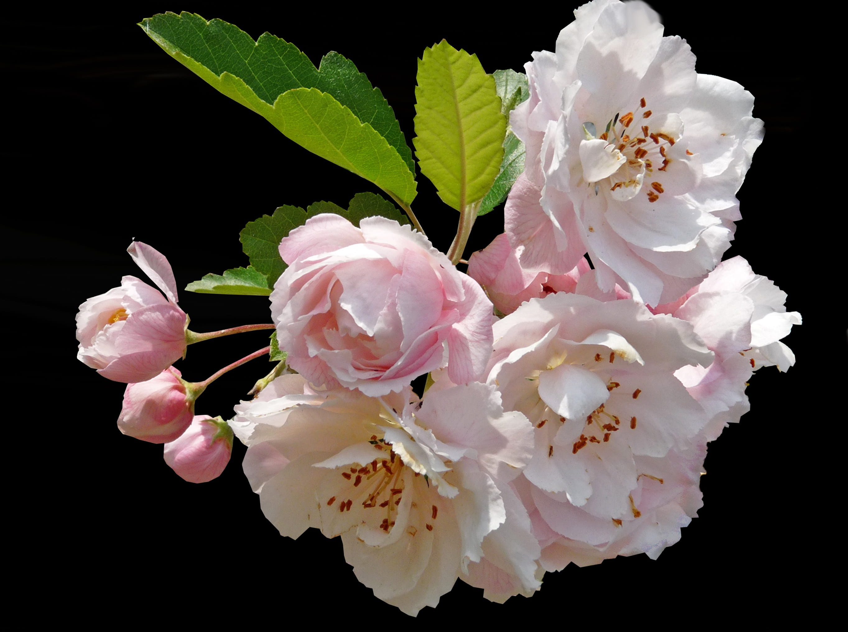 studio shot, plant, no people, nature, pink, cherry blossom, white color, tree, crab apple, vulnerability, beauty in nature, blooming, close-up, plant part, HD Wallpaper