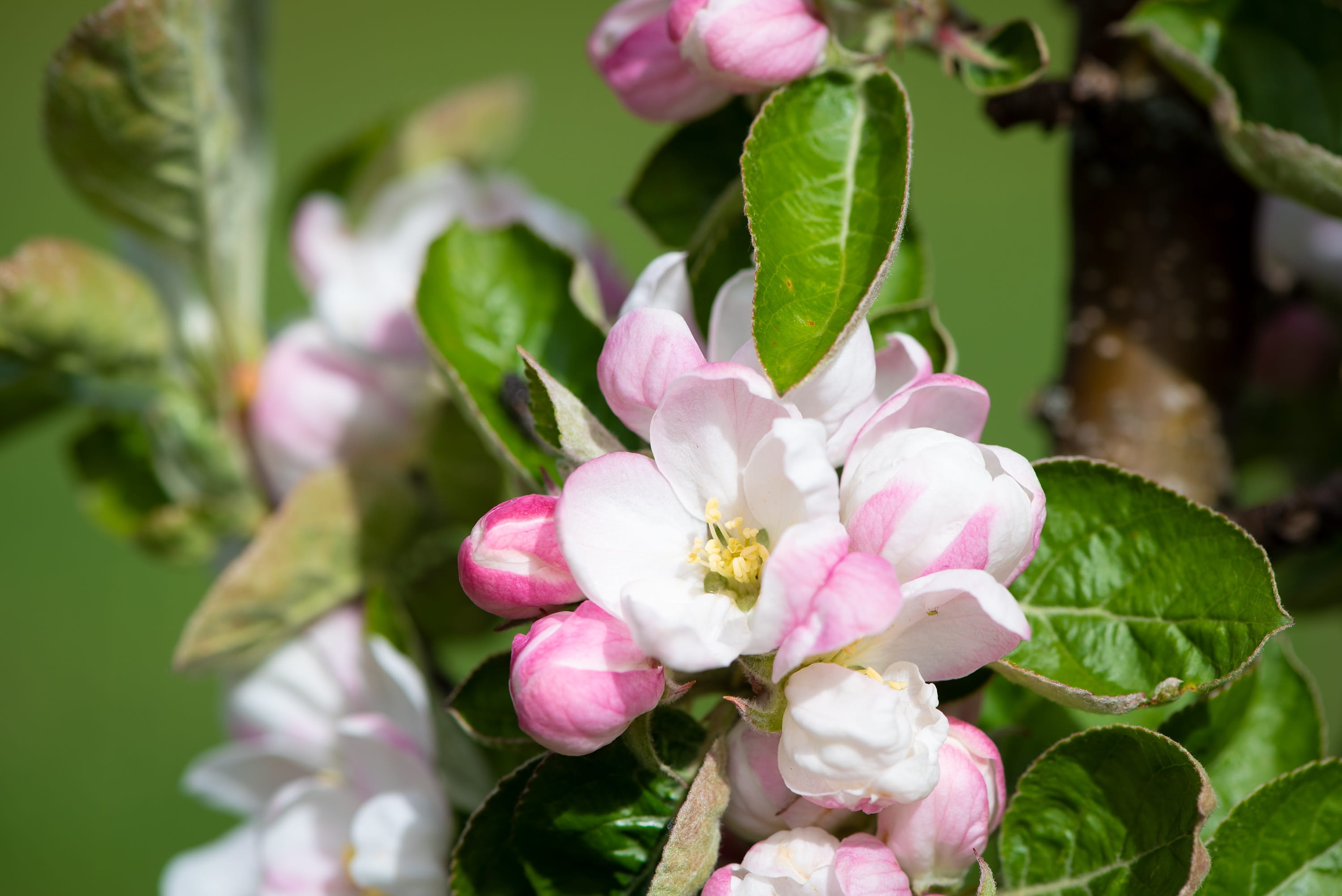 flower head, close up, plant, garden, close-up, spring, apple tree, green color, branch, plant part, nature, pollen, 2K, springtime, flowers, vulnerability, HD Wallpaper