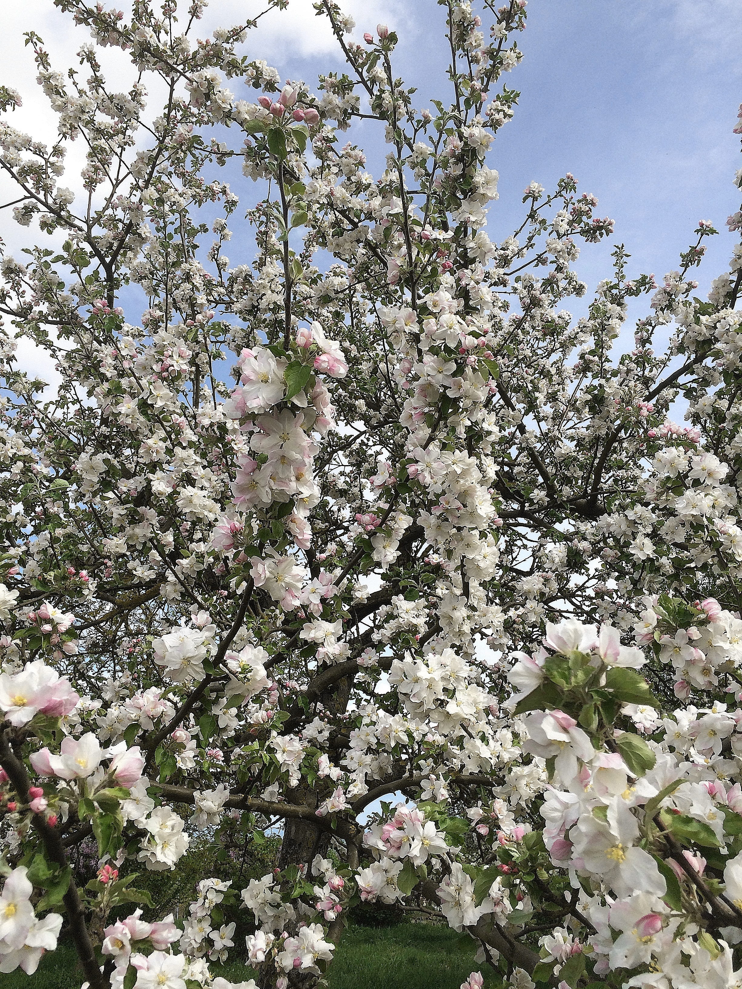 Bloom, flower, flowering plant, cherry blossom, 2K, apple tree, fragility, vulnerability, low angle view, flower head, abundance, plant, outdoors, day, Phone HD Wallpaper