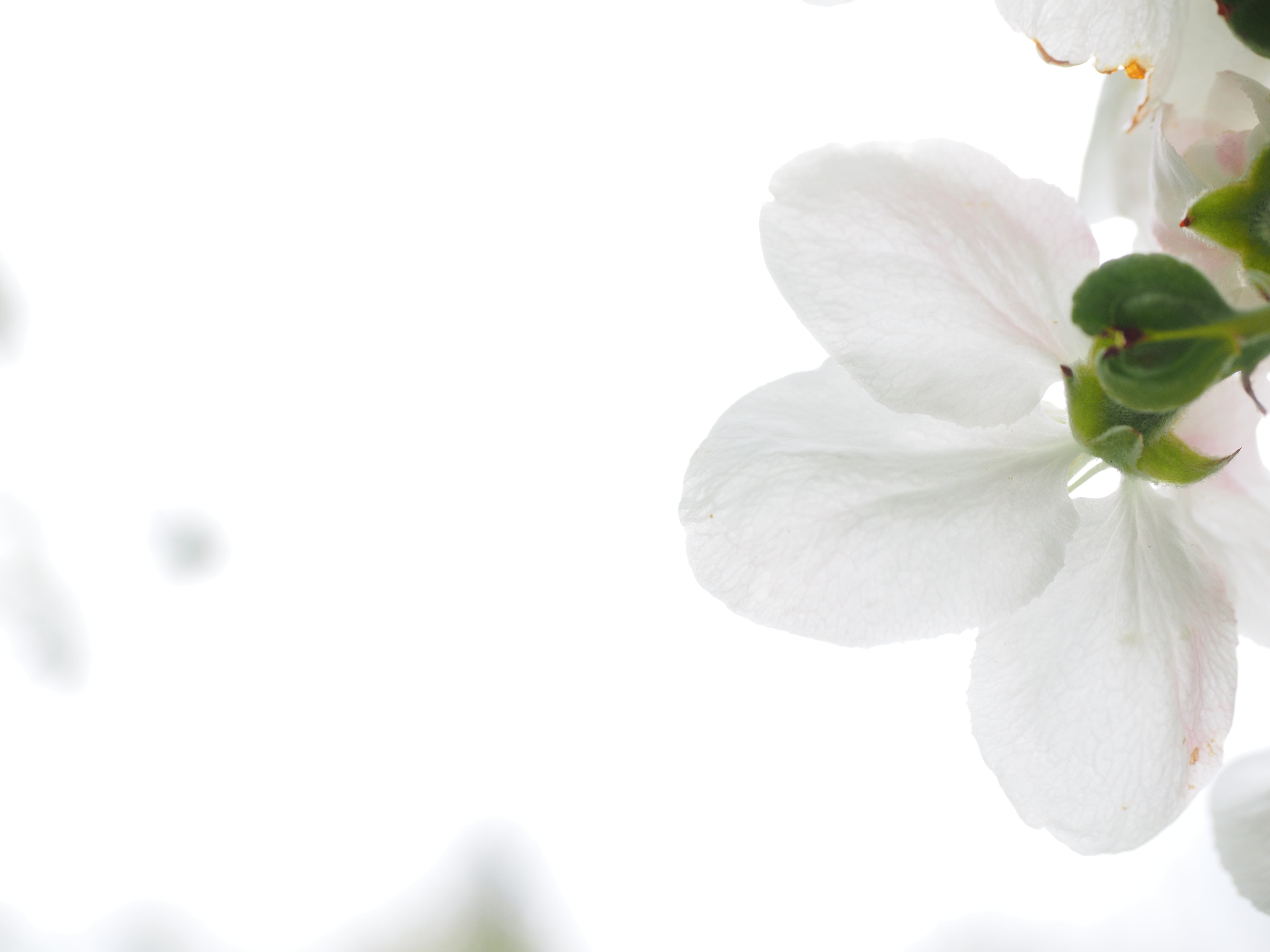 pollen, tree, spring, petal, flowering plant, shallow, spring flower, 4K, focus on foreground, focus, white, beauty in nature, purity, plant, apple blossom, HD Wallpaper